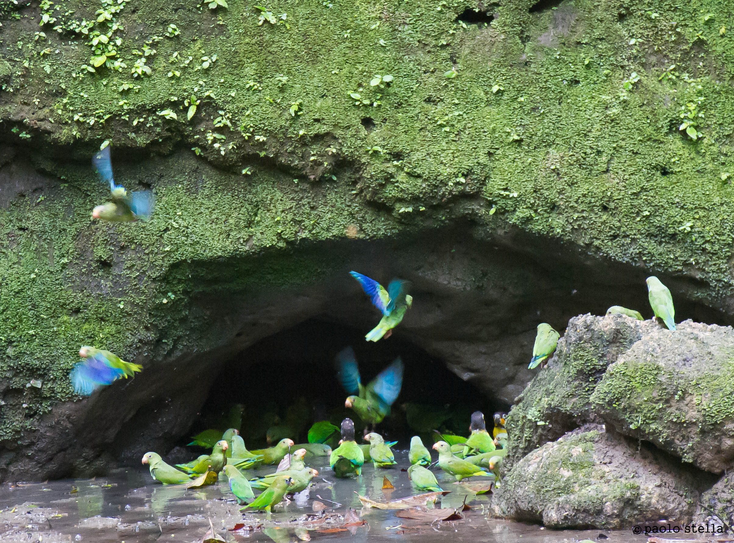 Cobalt-winged Parakeet (Brotogeris cyanoptera)