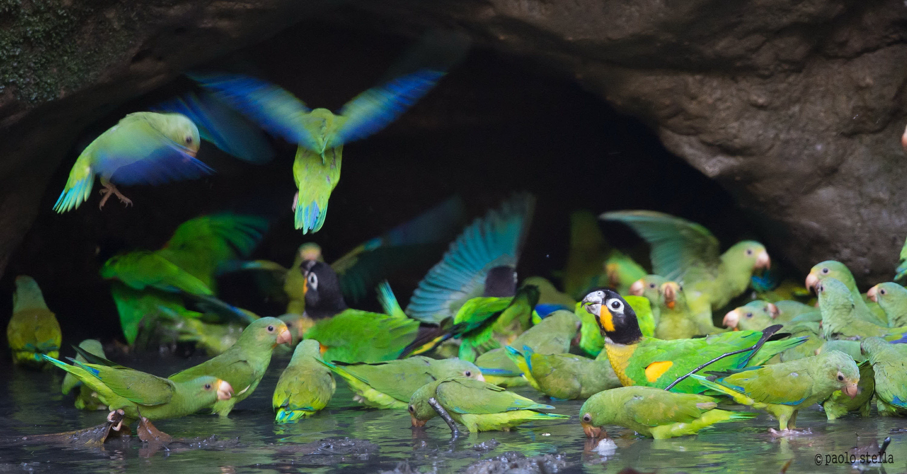 Orange-cheeked Parrot & Cobalt-winged Parakeet