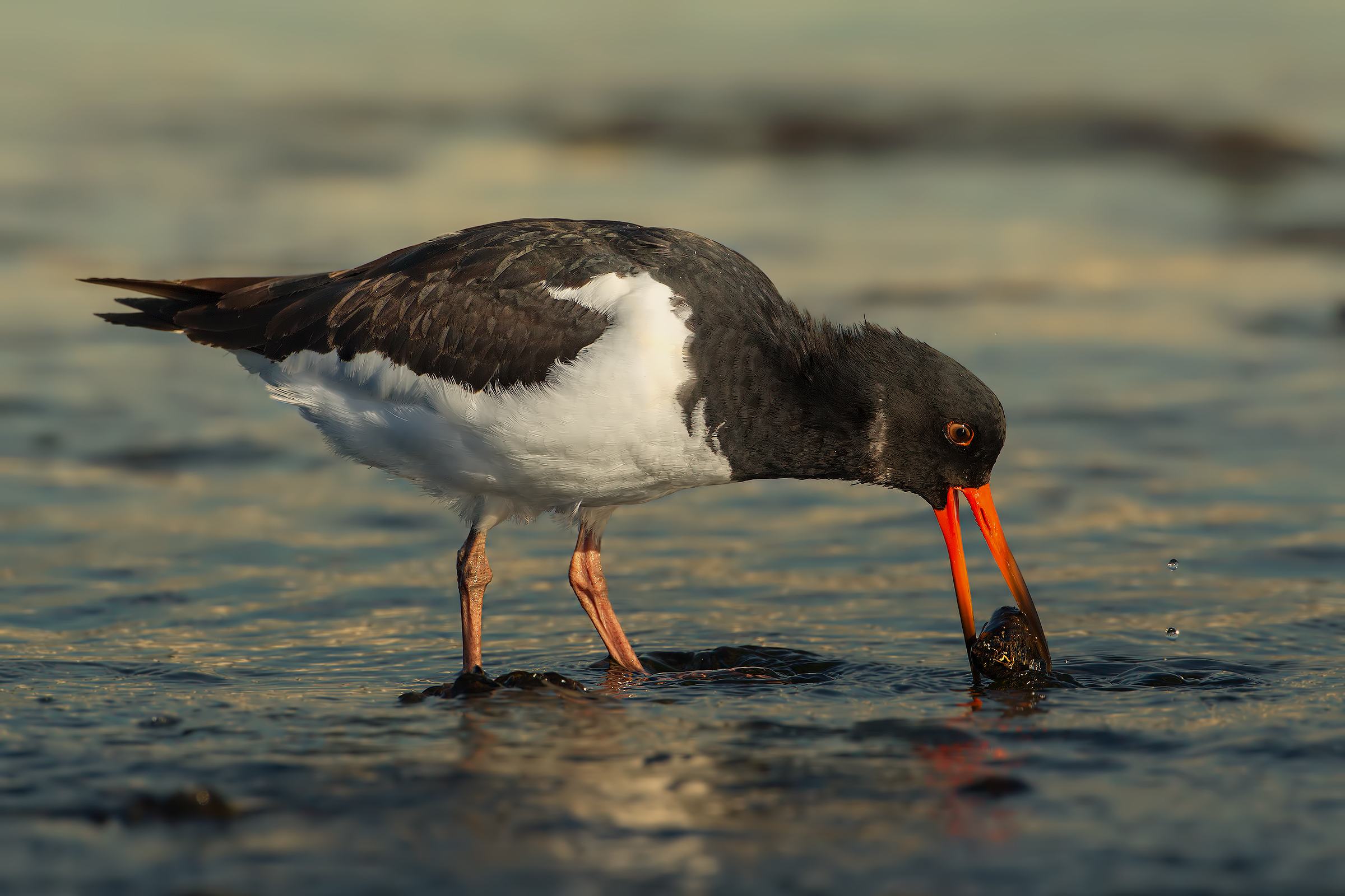 Beccaccia con Sigmone + 1.4x