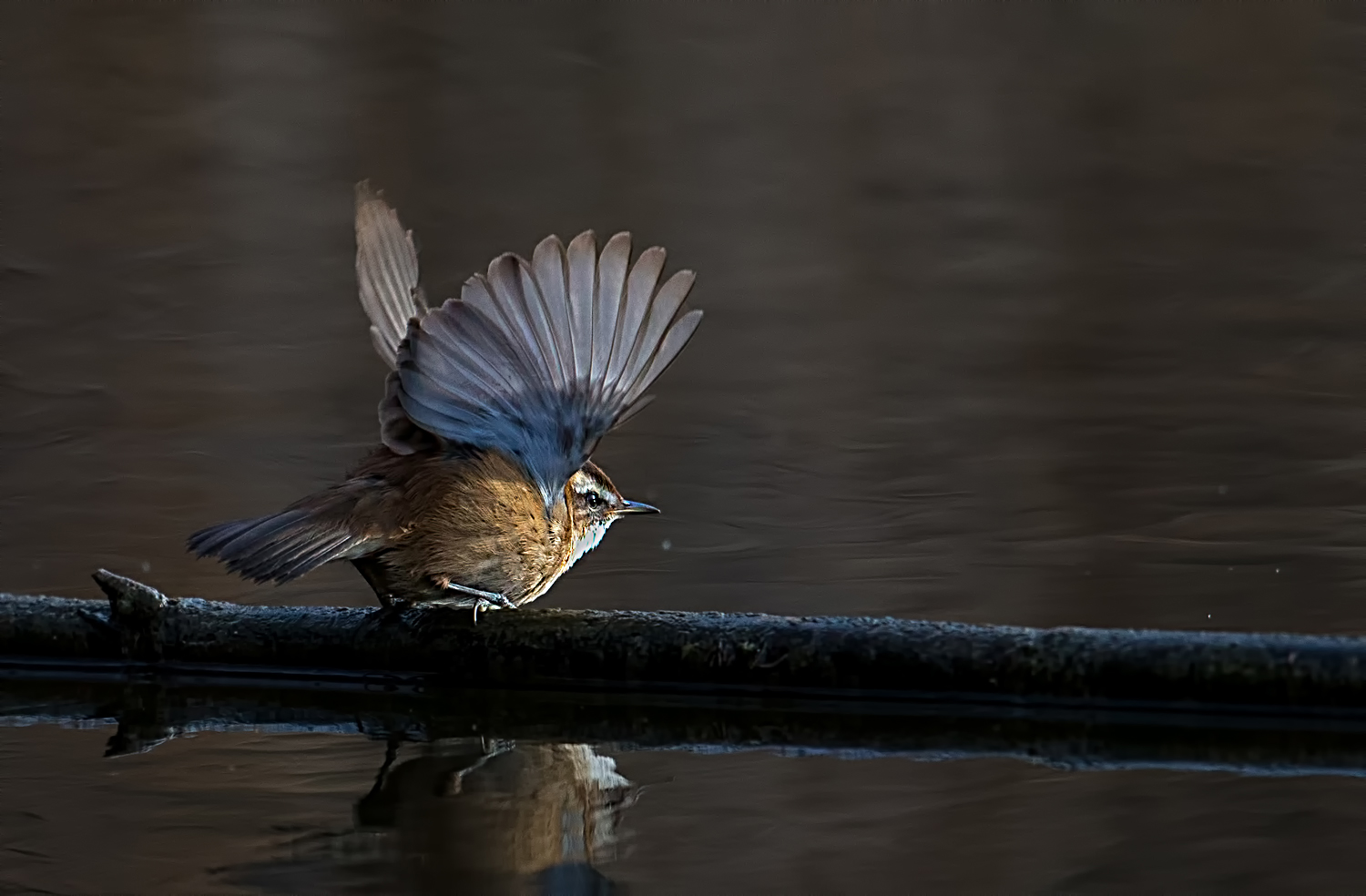 forapaglie castagnolo