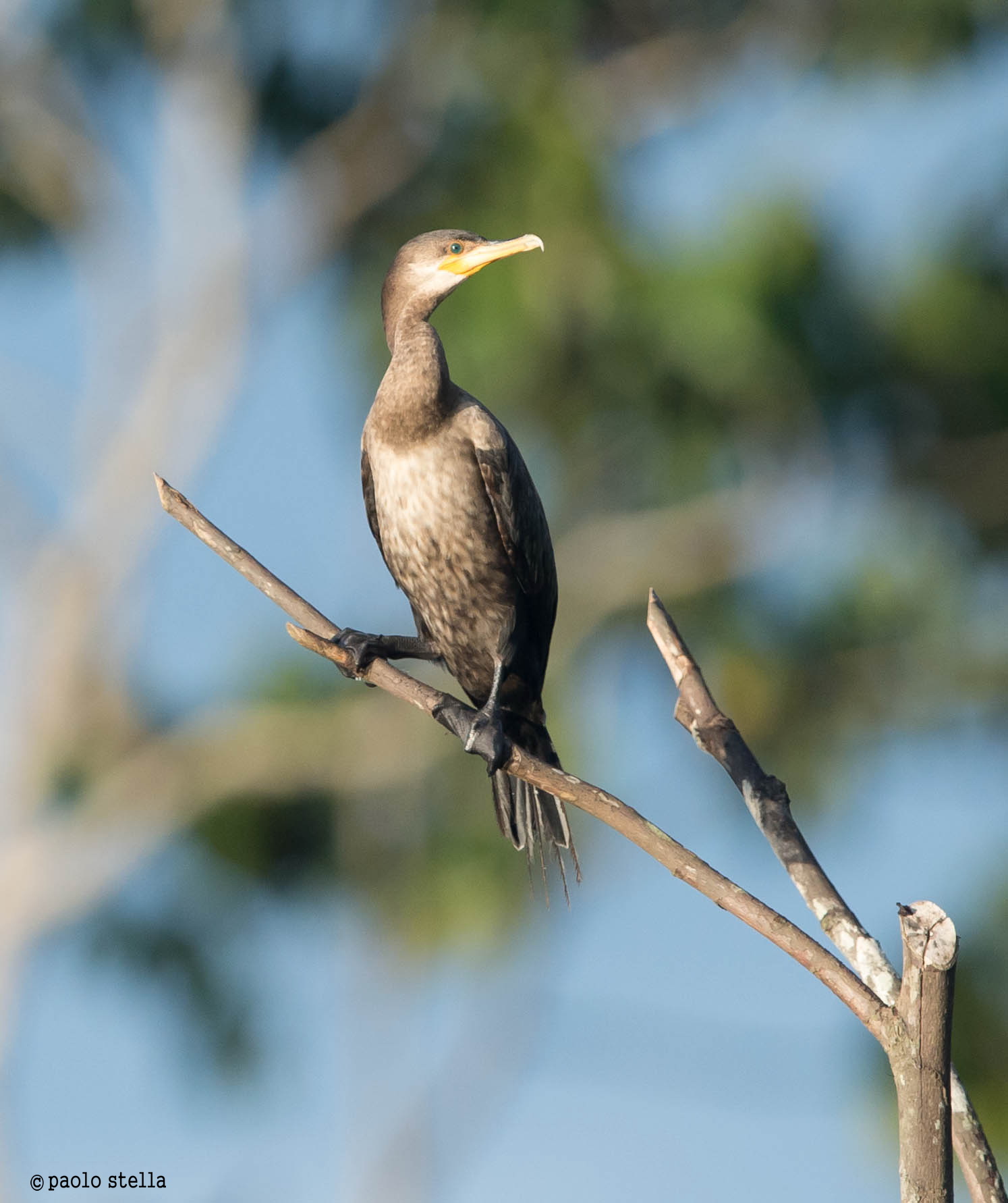 Neotropic Cormorant (Phalacrocorax brasilianus)