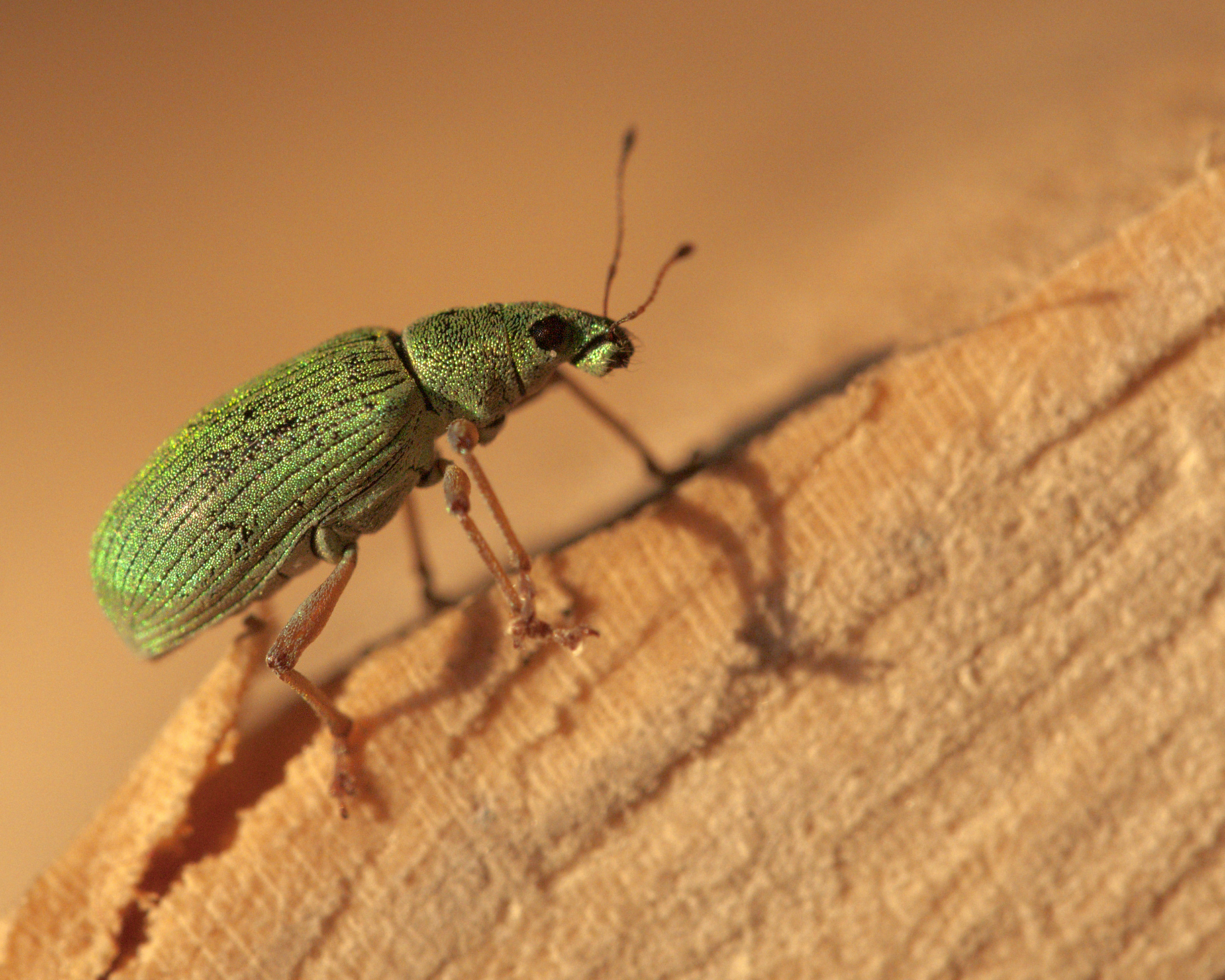 weevil