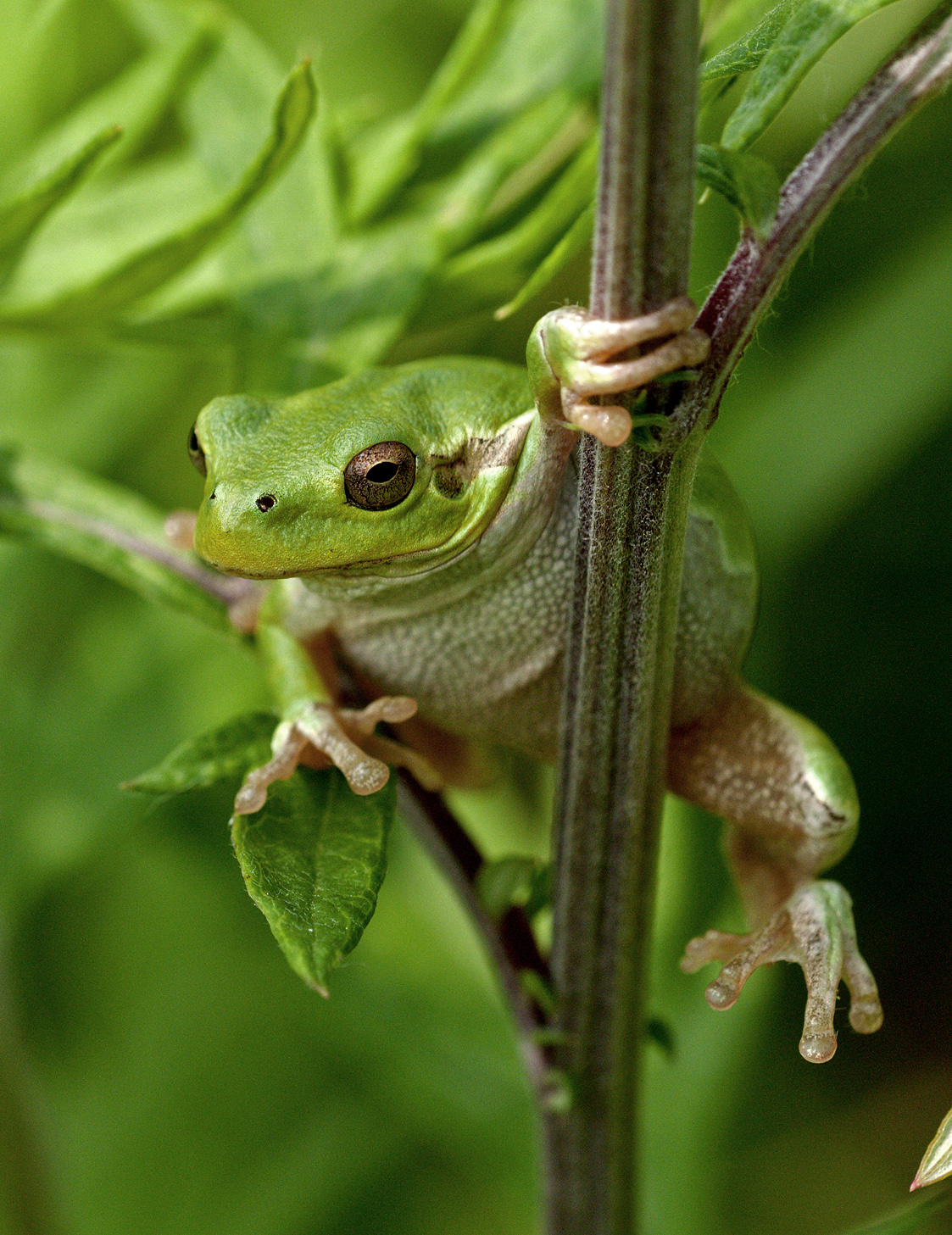 treefrog