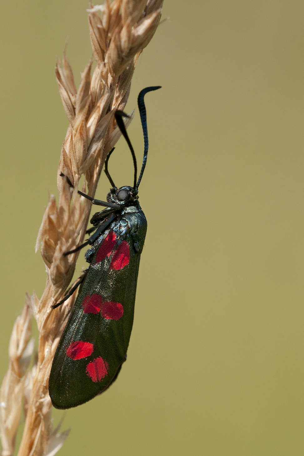 zygaena