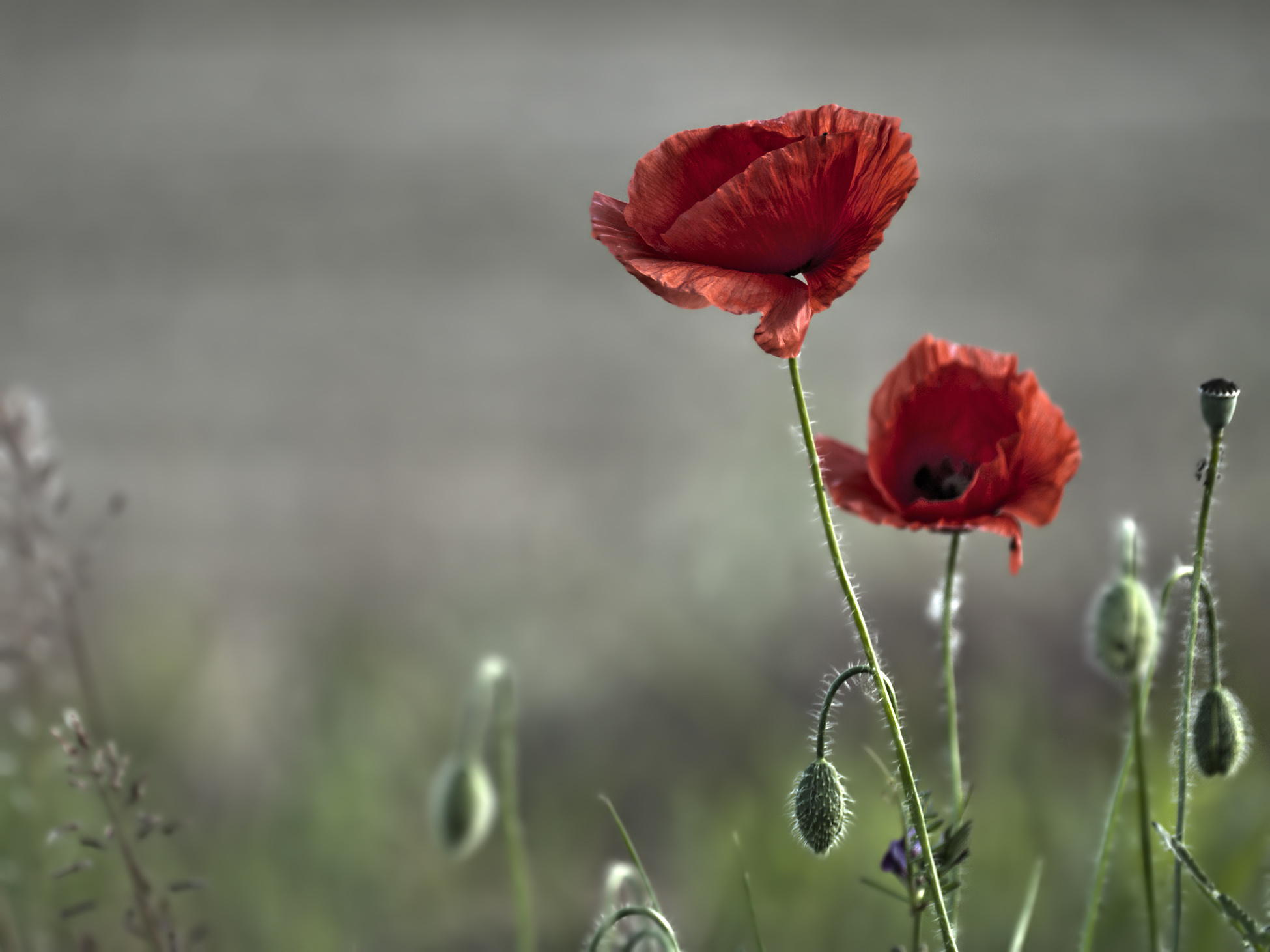 poppies