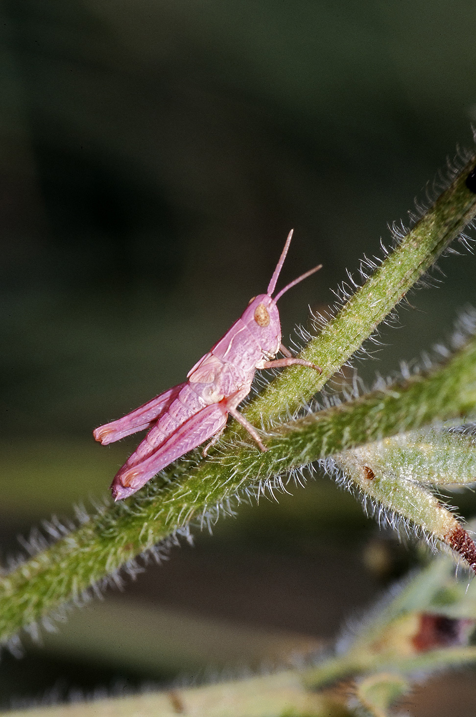 pink grasshopper