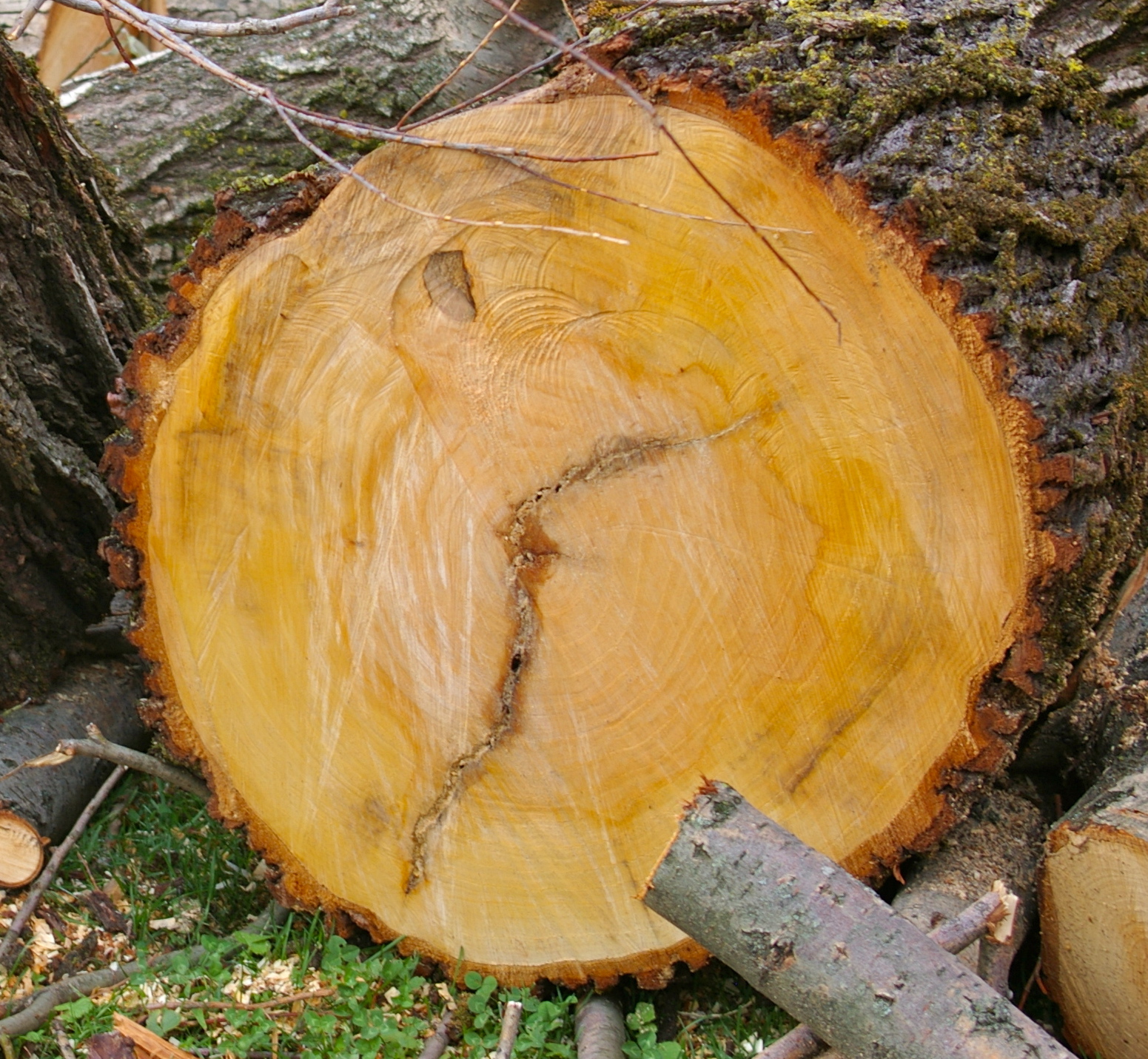 rosa ticinese (nostalgia)