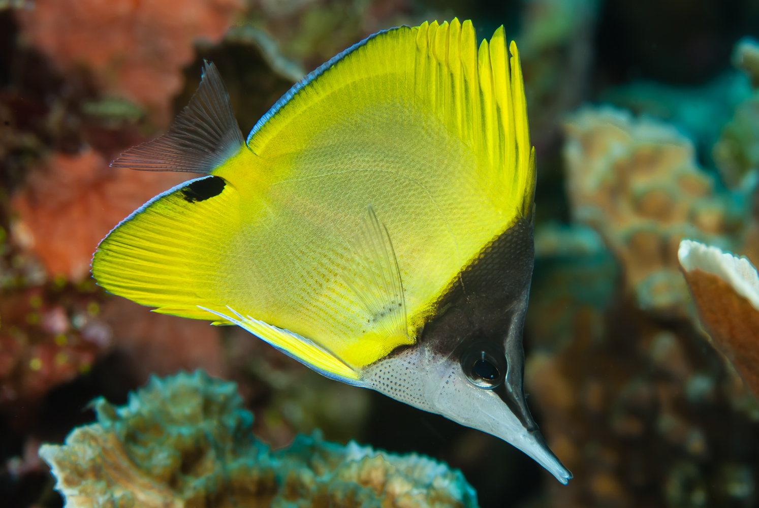 forcipiger flavissimus