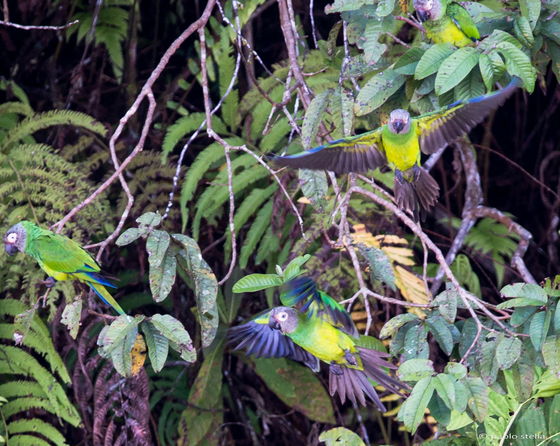 in flight - Dusky-headed Parakeet