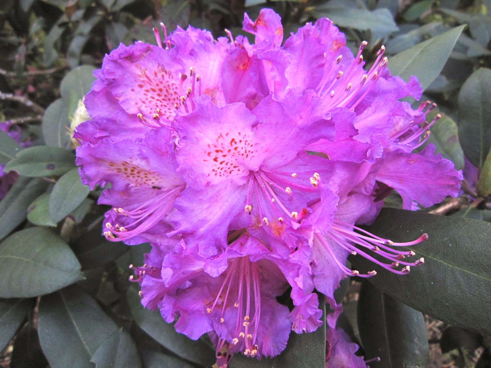 rododendro