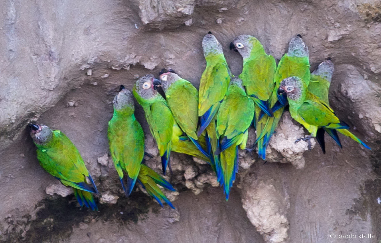 miners-Dusky-headed Parakeet