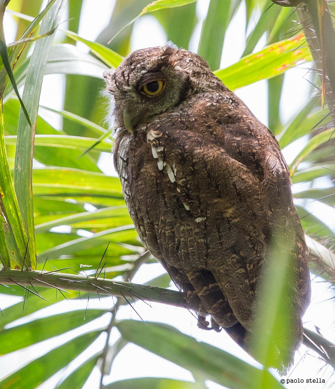 White-throated Screech Owl (Megascops albogularis)