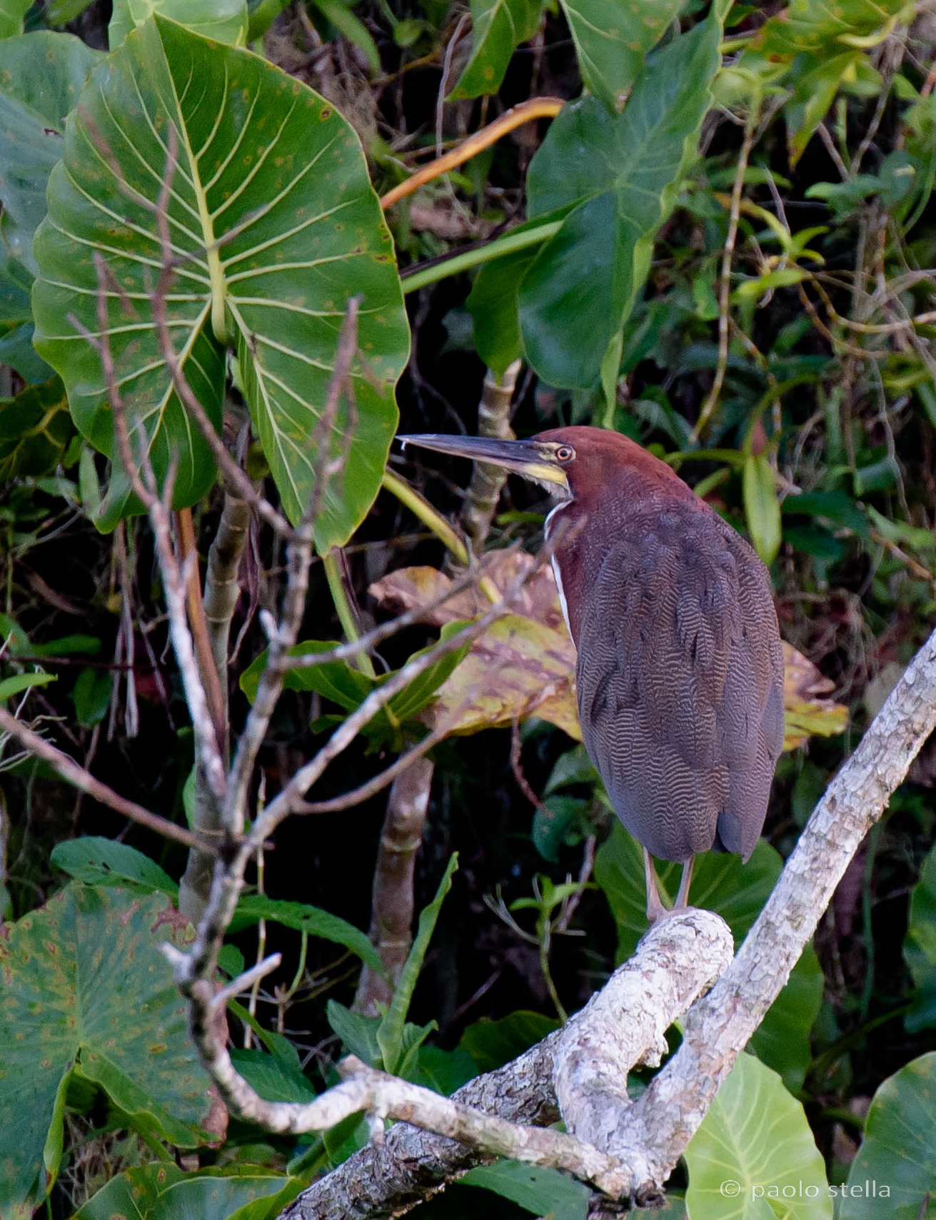 Rufescent Tiger-Heron (Tigrisoma lineatum)