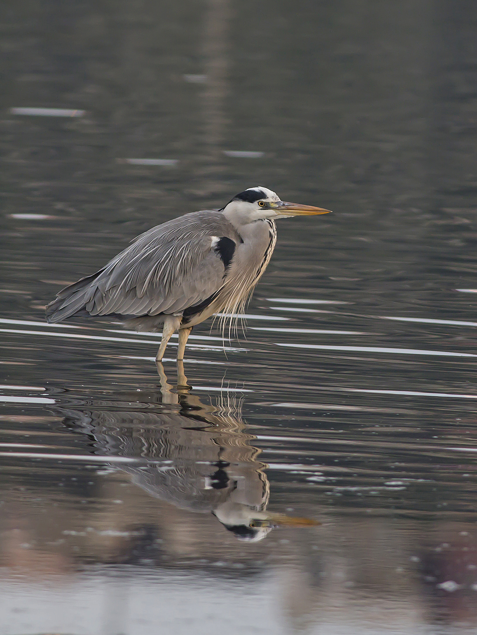 gray heron
