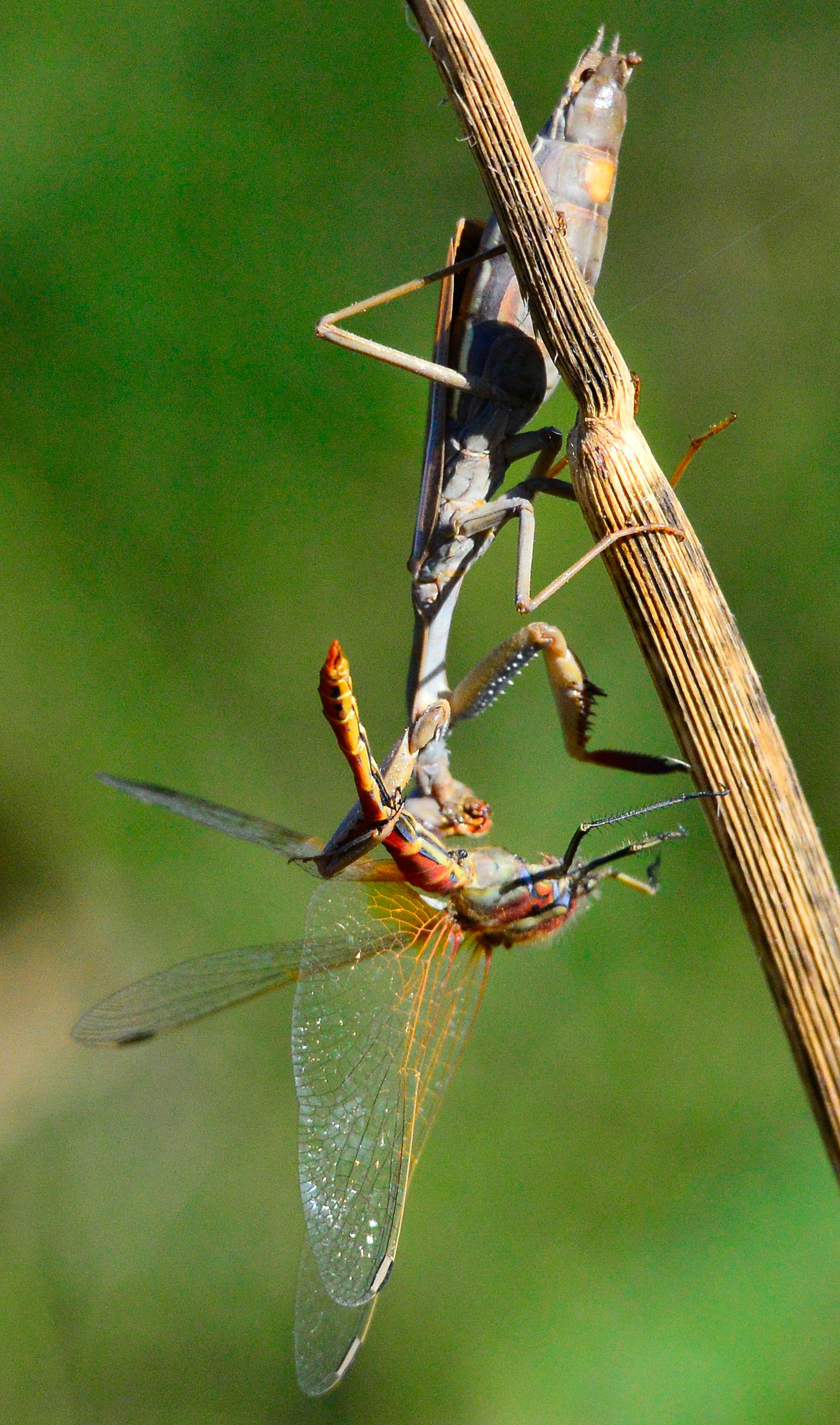 Mantide e Libellula n.1