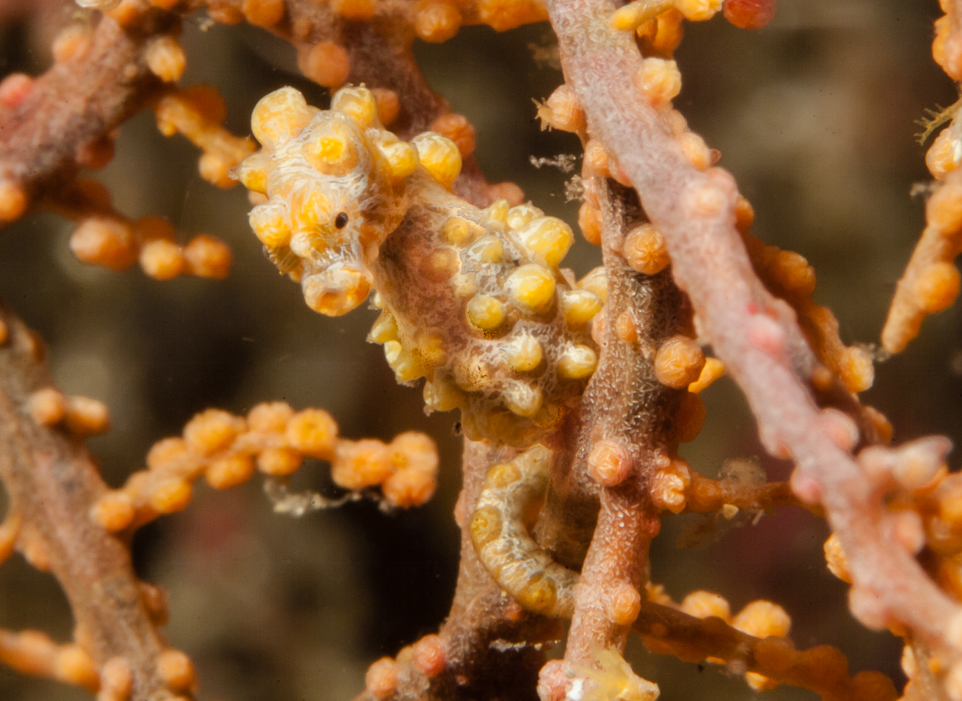 hippocampus bargibanti