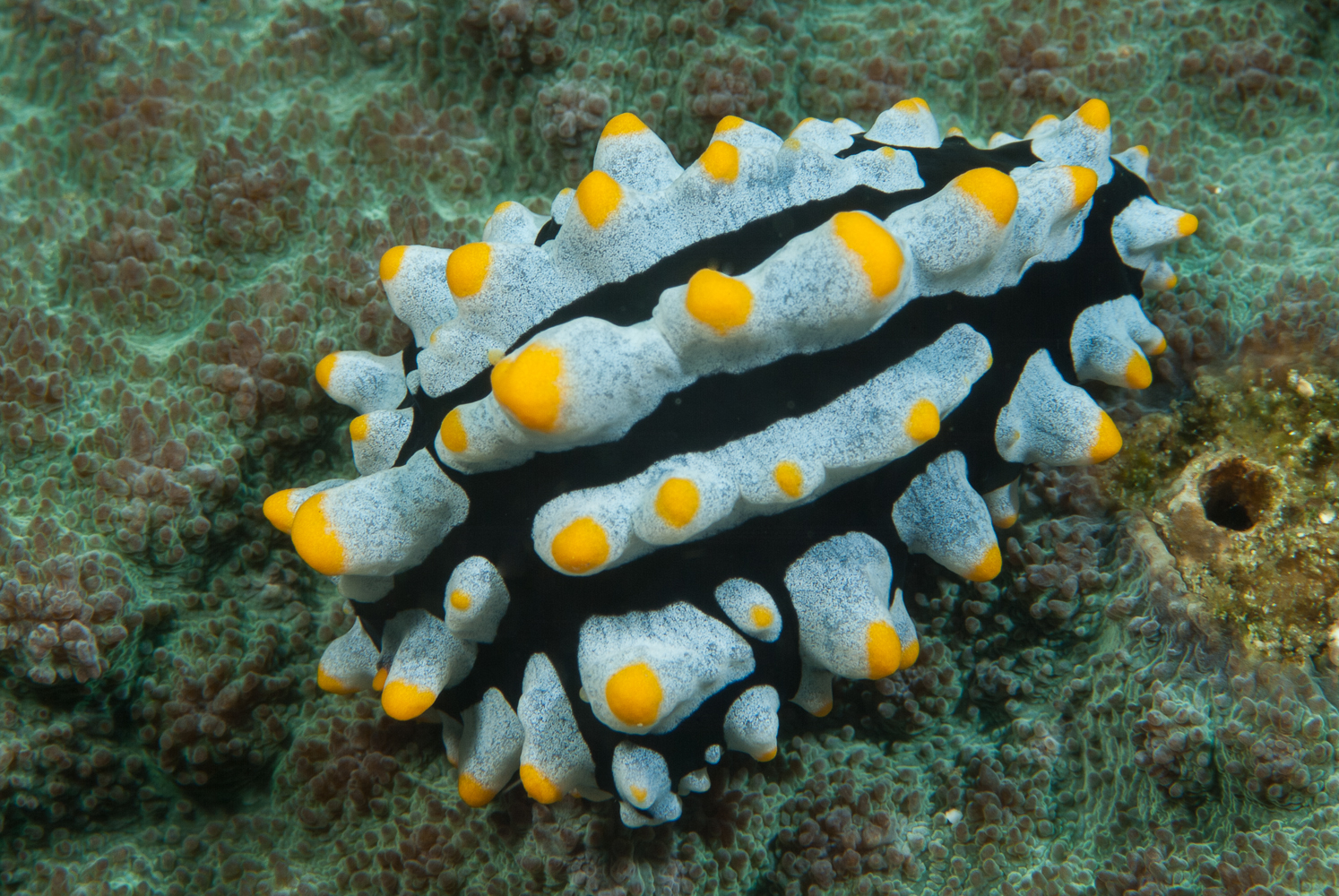 phyllidia coelestis