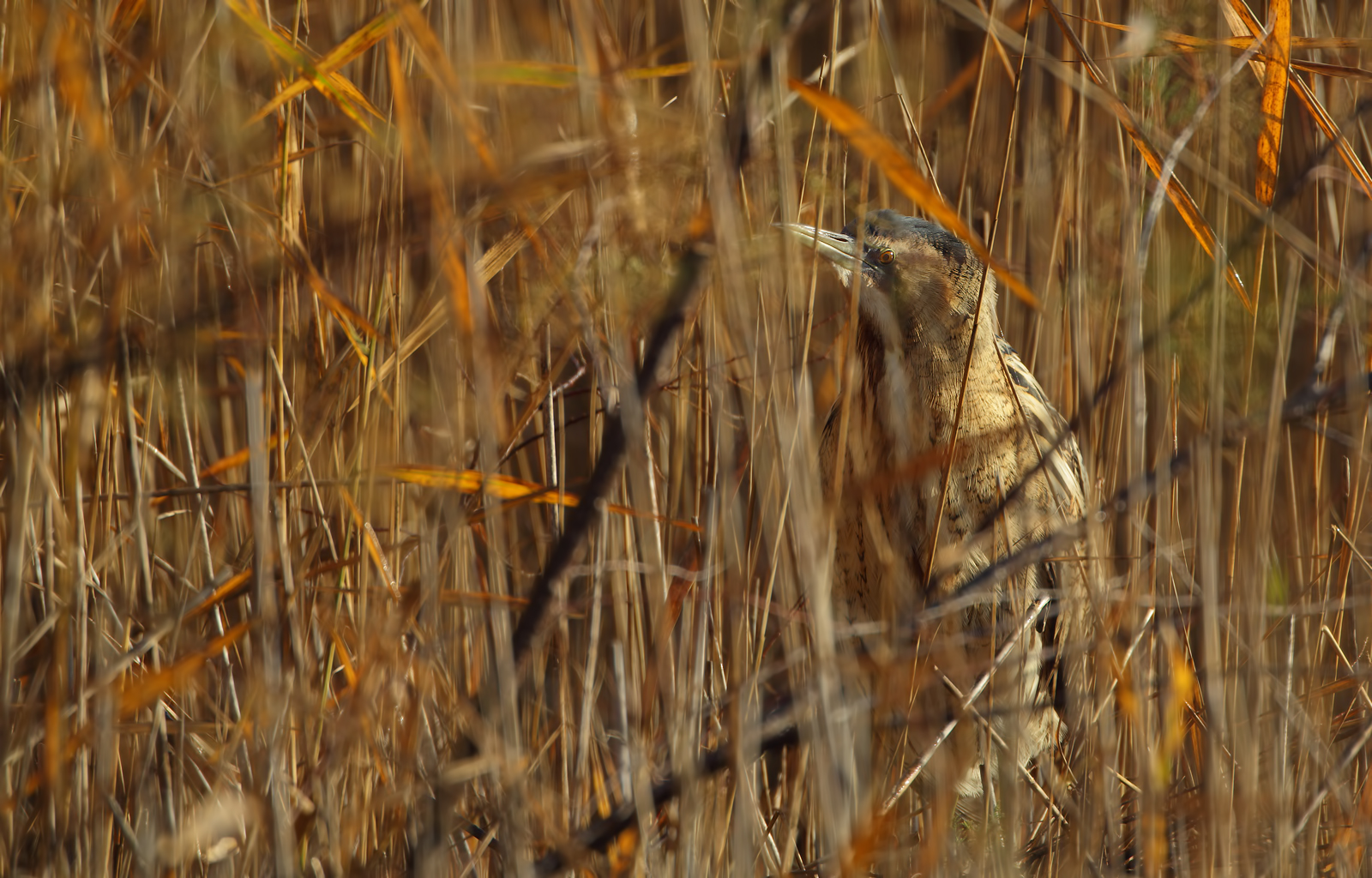 Il prezioso ( tarabuso )