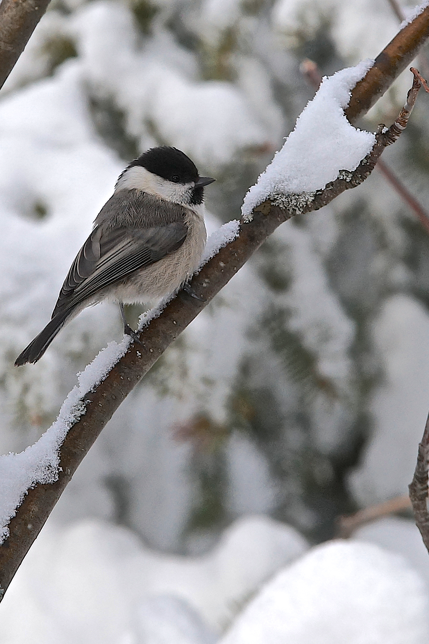 Willow Tit