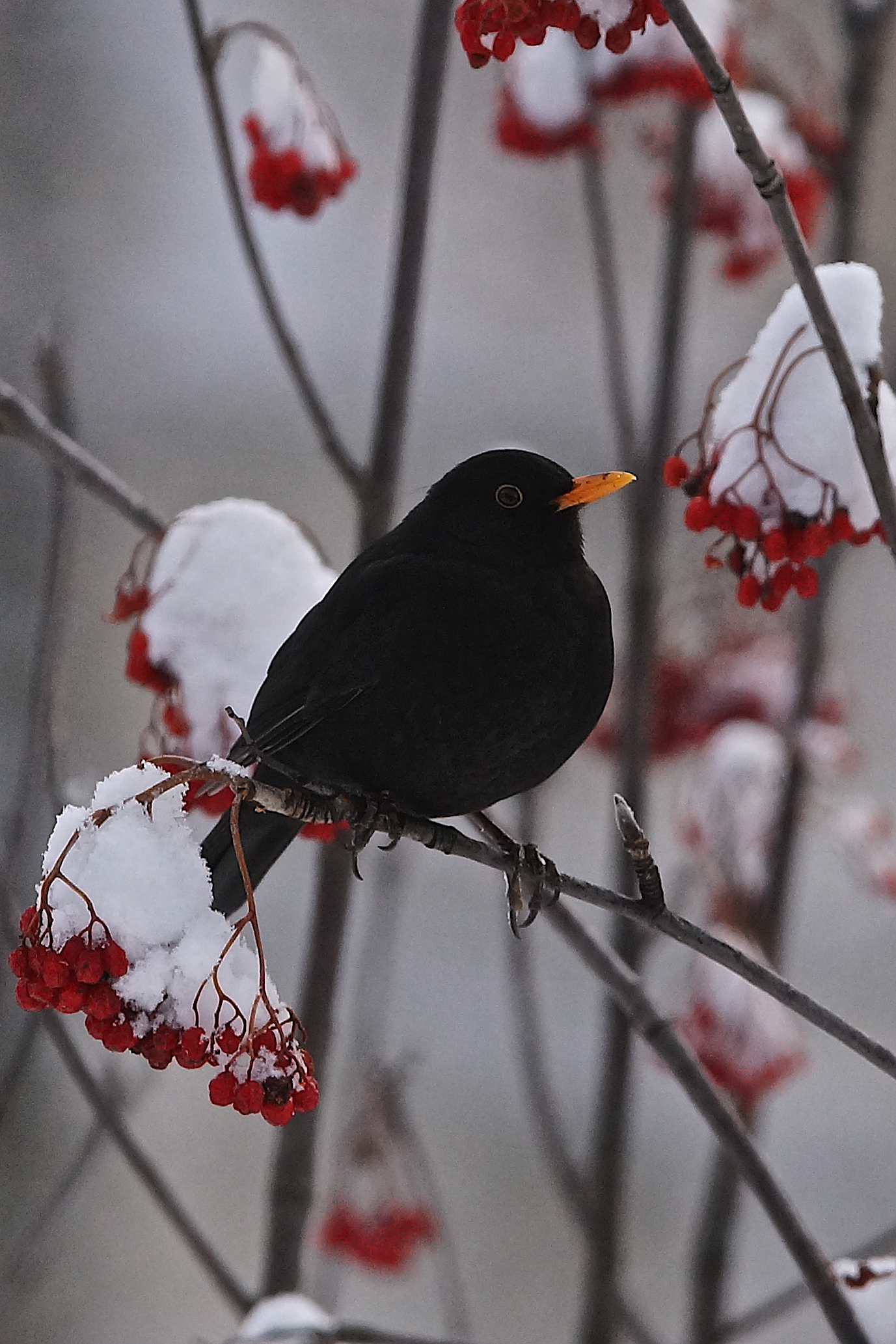 Blackbird on rowan