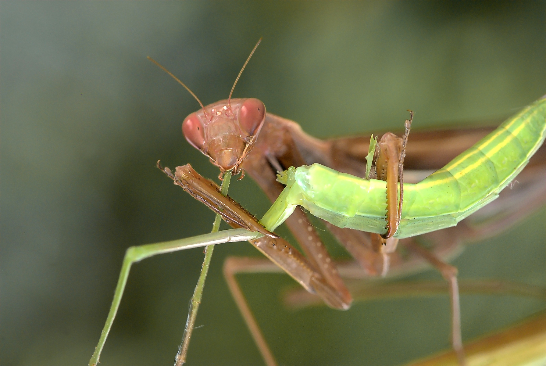 Mantide che mangia mantide