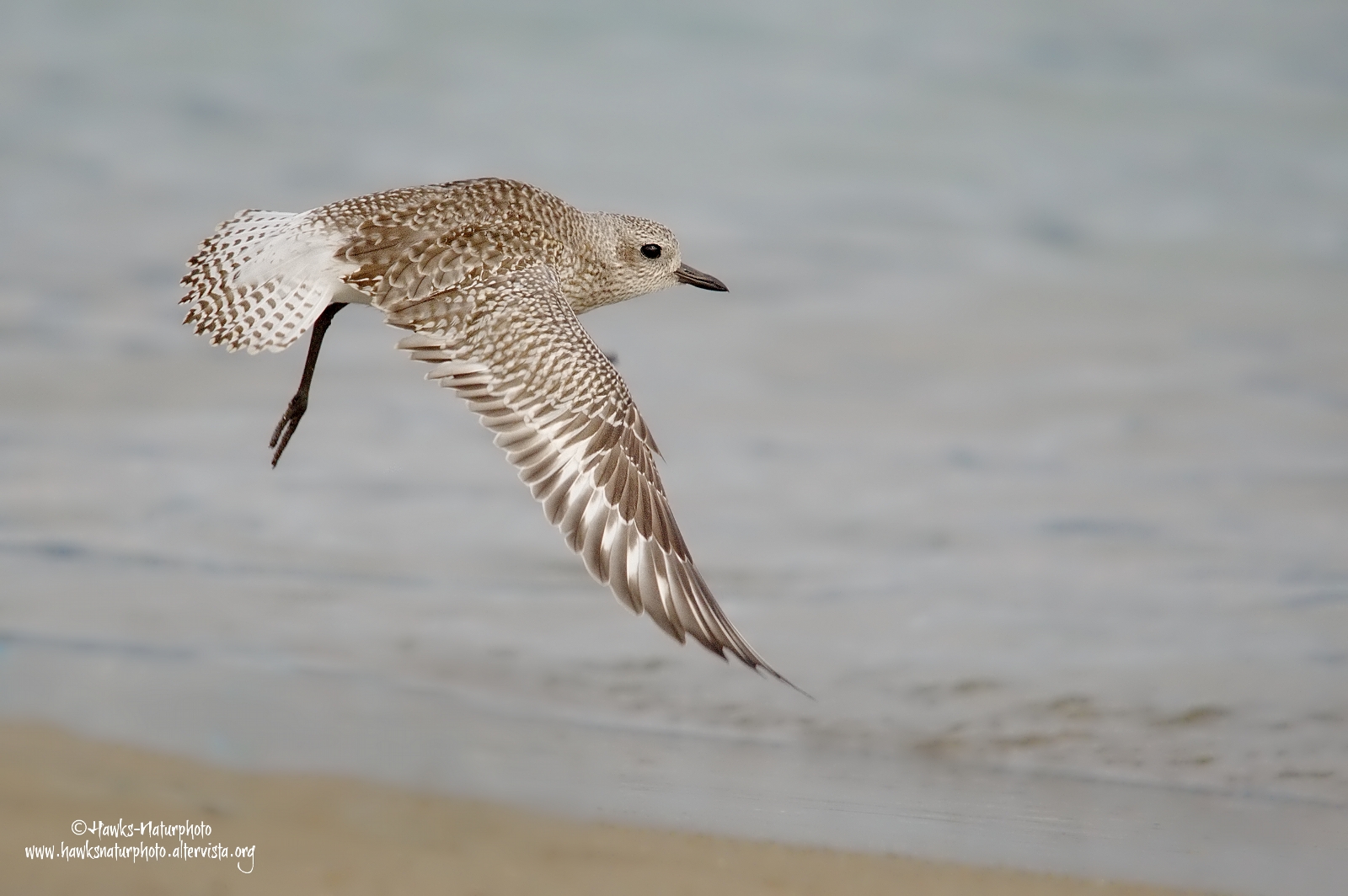 Black-bellied Plover