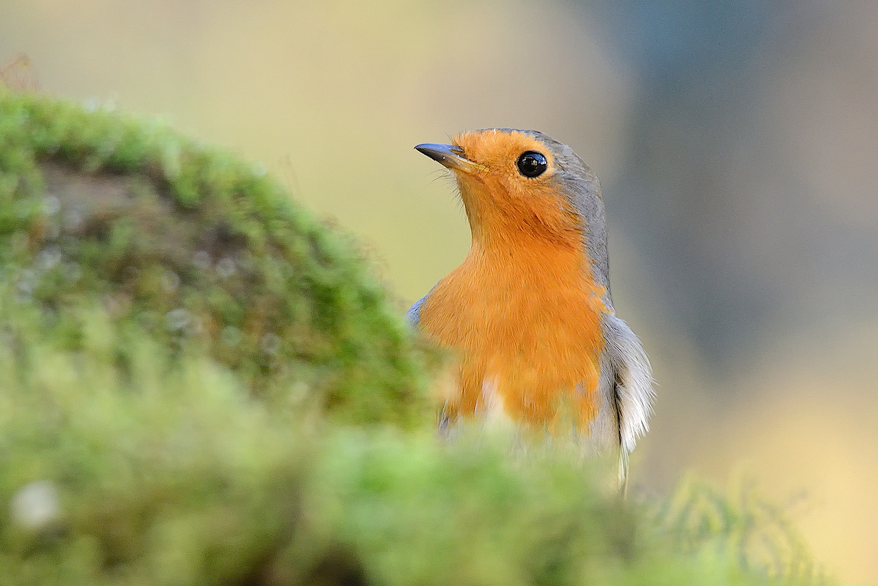 pettirosso (Erithacus rubecula) curioso
