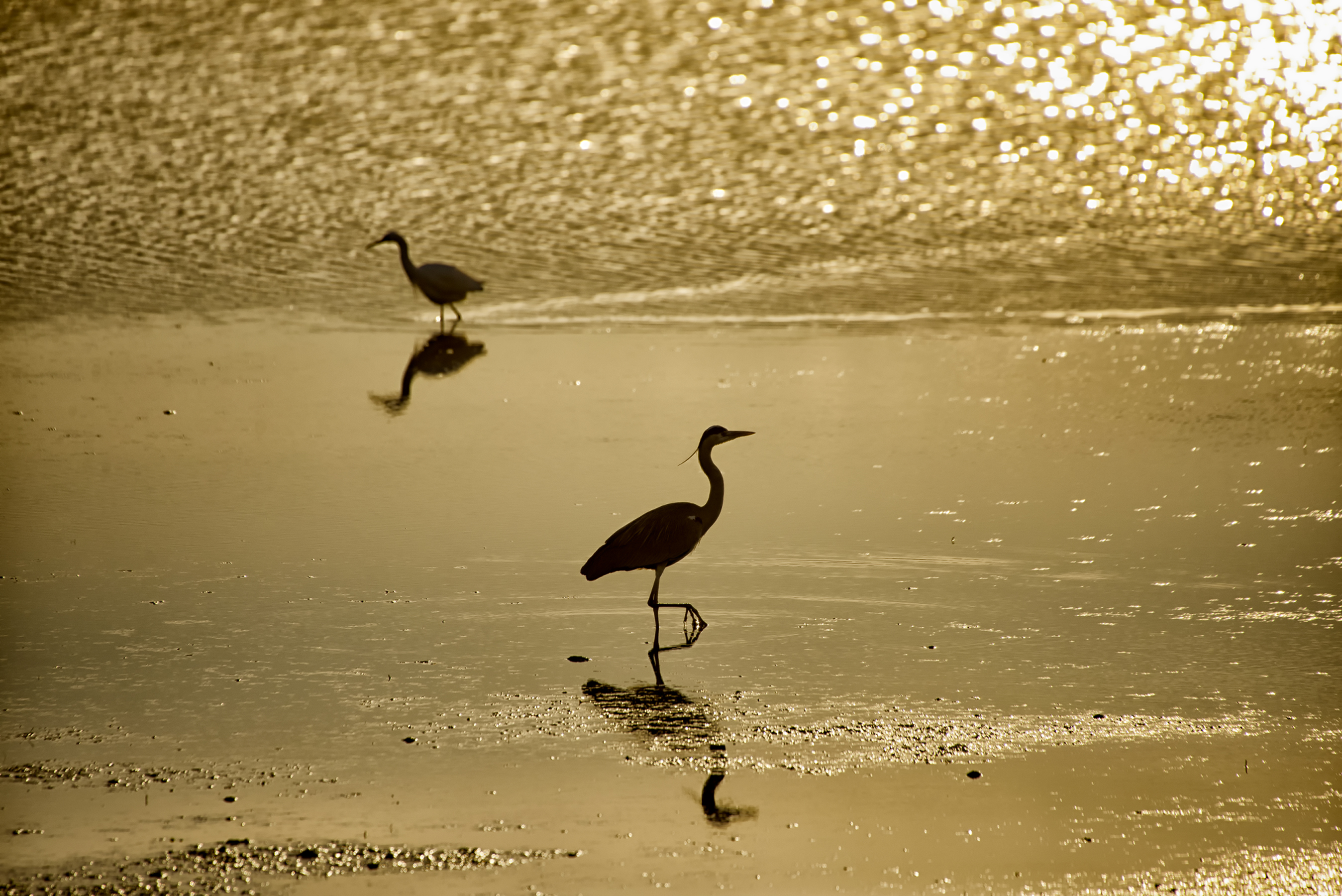 Four steps in the gold