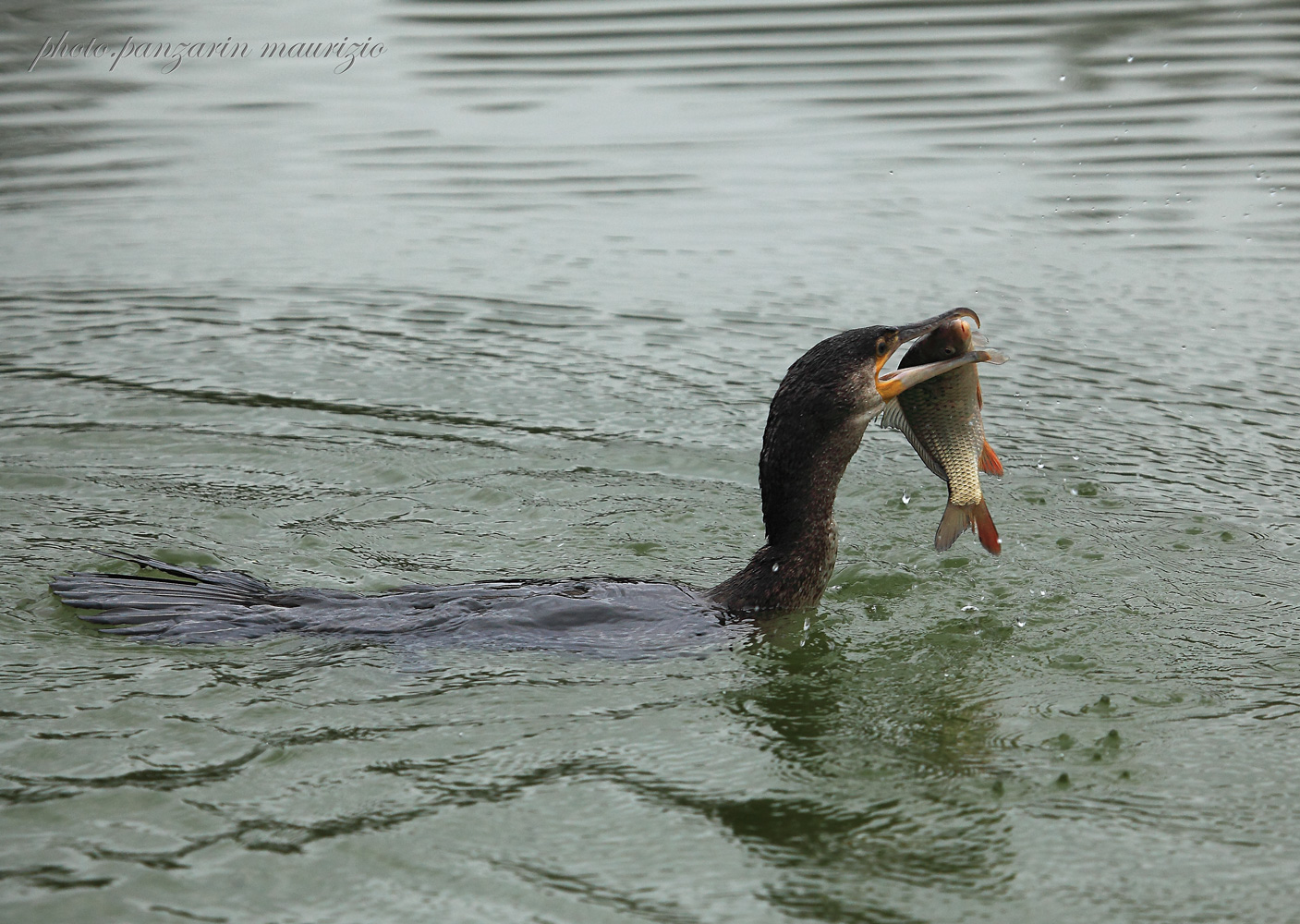 cormorano  con preda