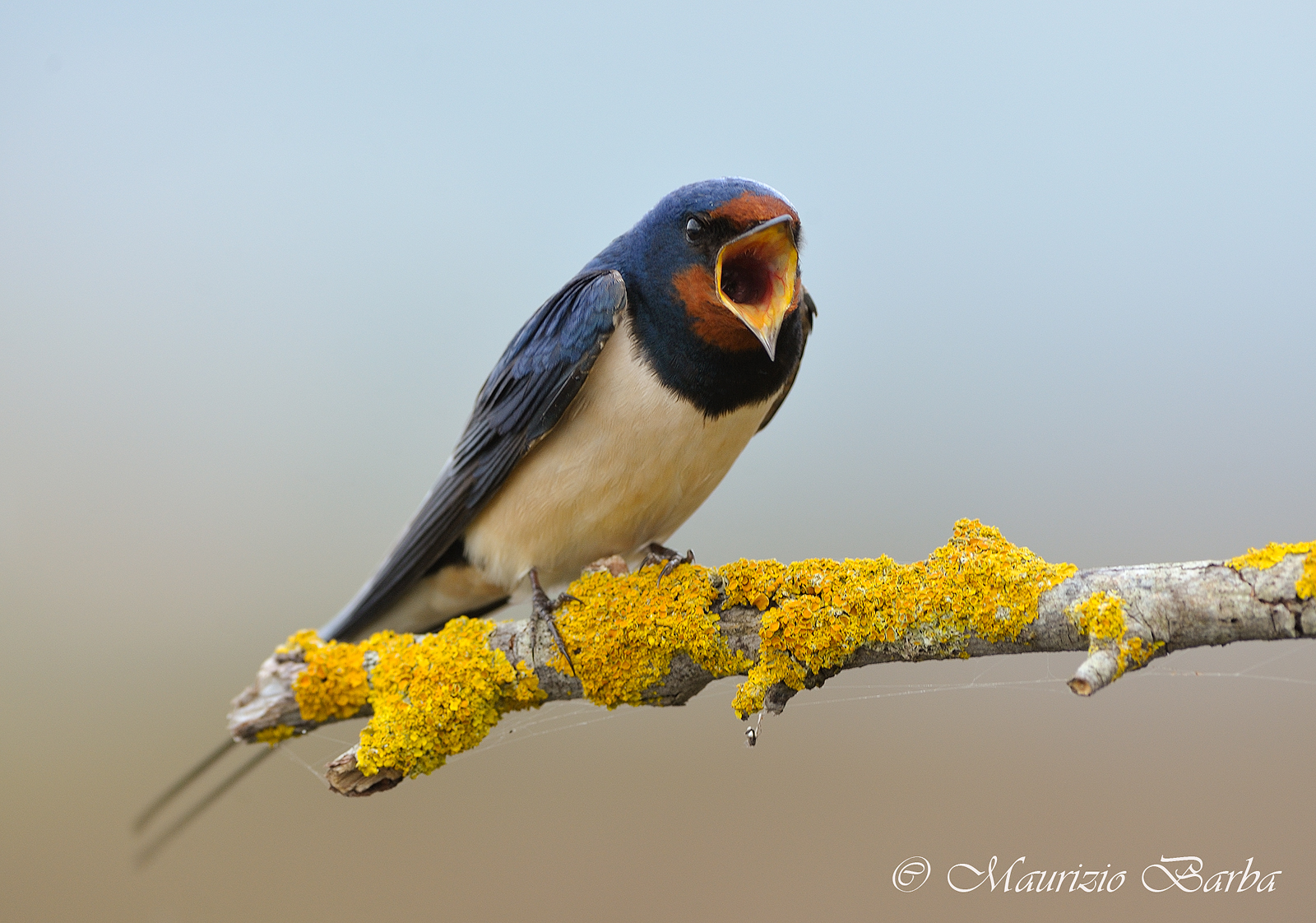 Swallow