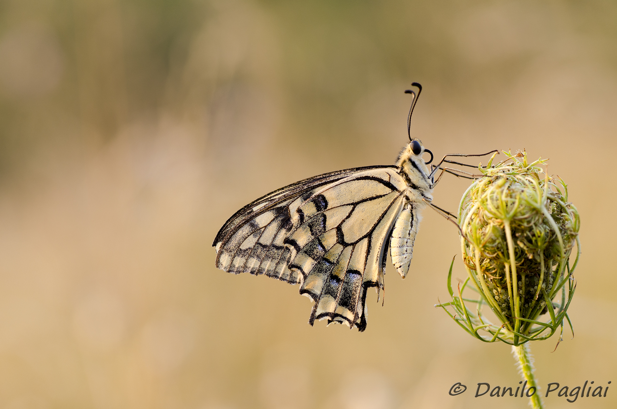 Machaon