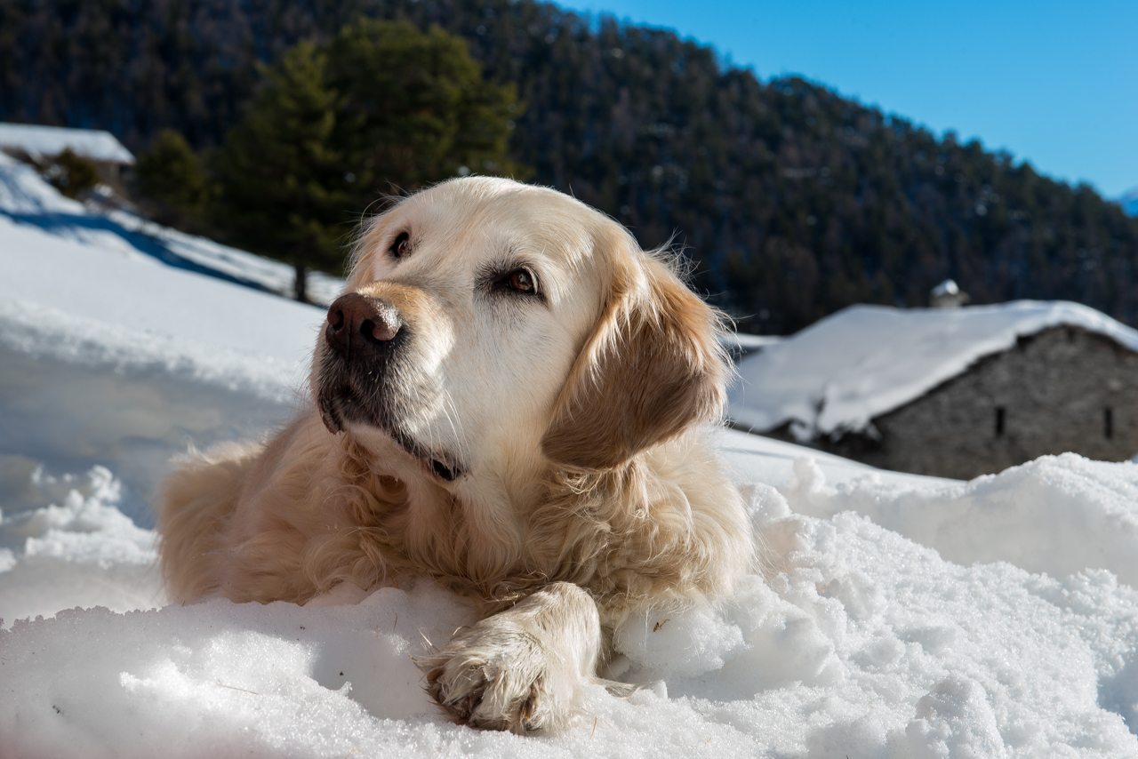 La principessa della neve