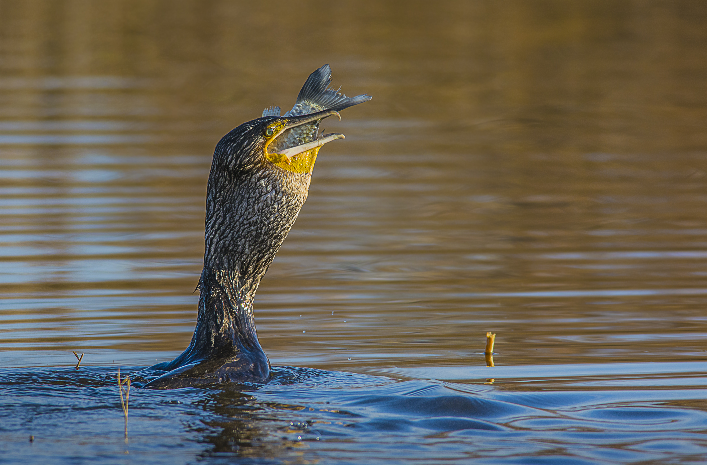 il cormorano ed il pesce