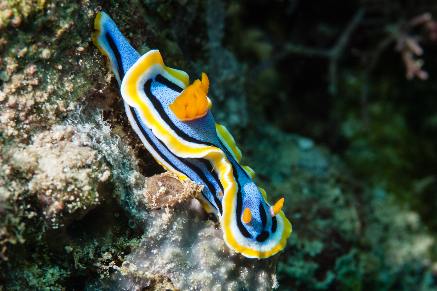 chromodoris annae