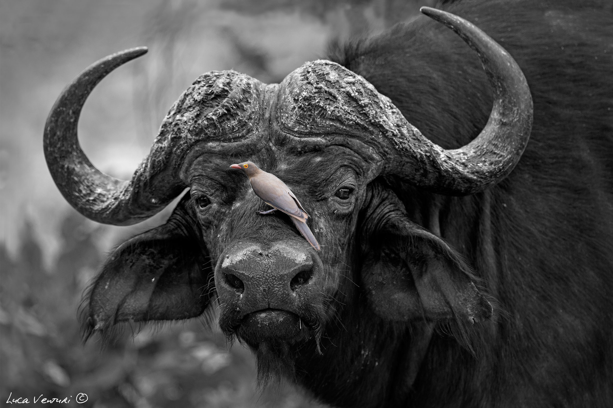 Buffalo and Oxpecker