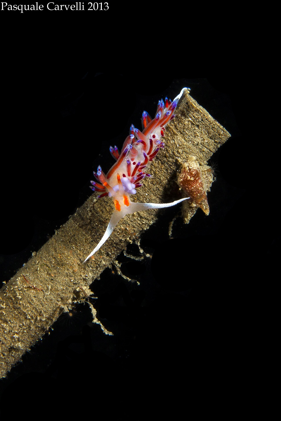 Cratena Peregrina