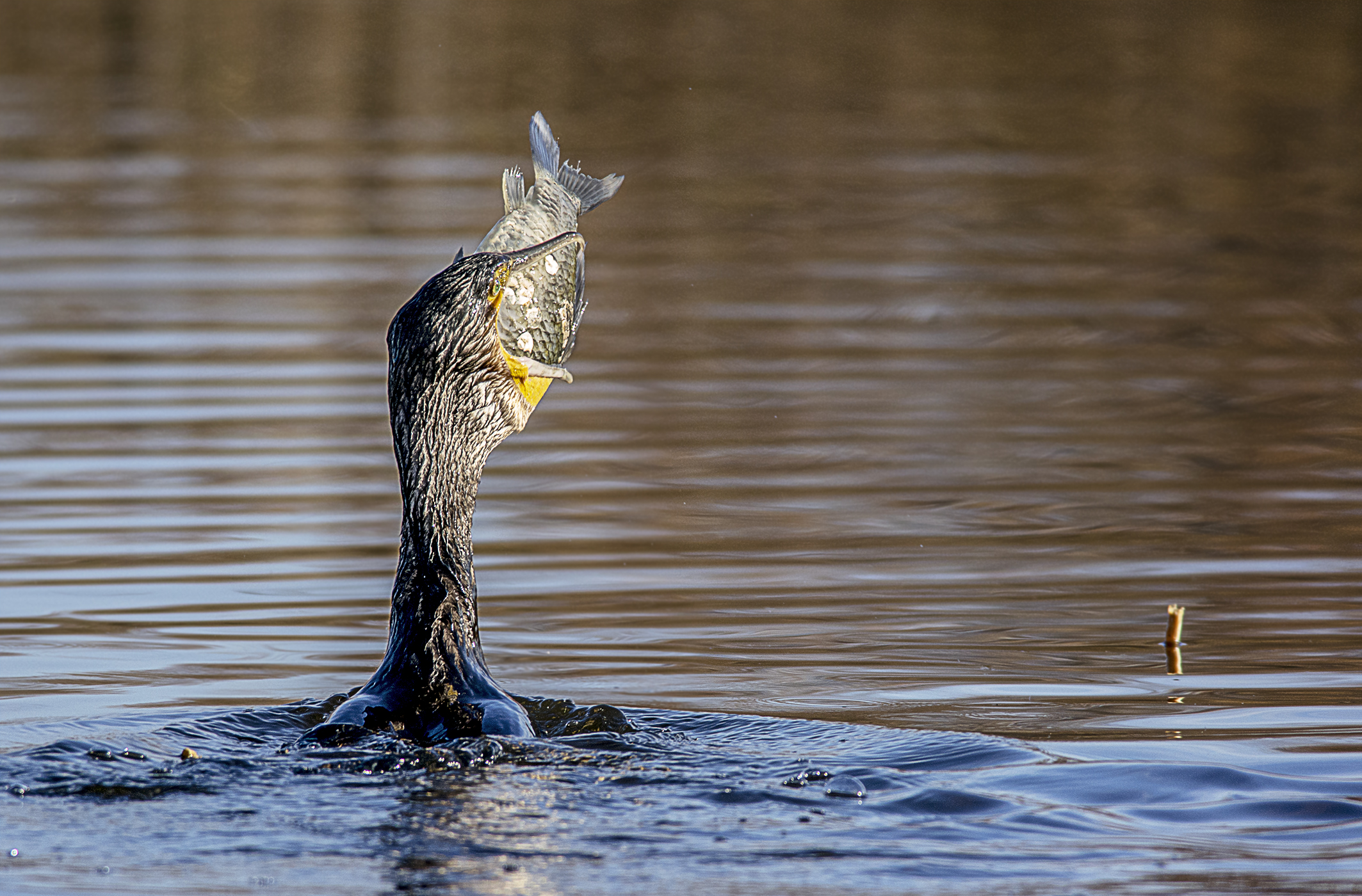 il cormorano ed il pesce 2