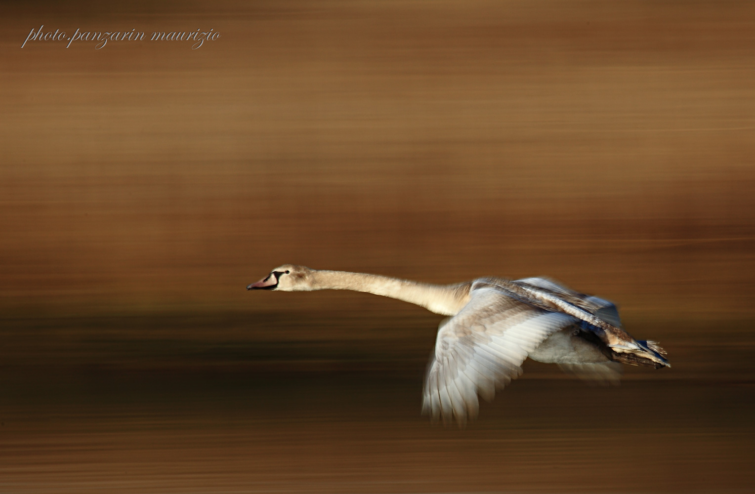 young swan (panning)
