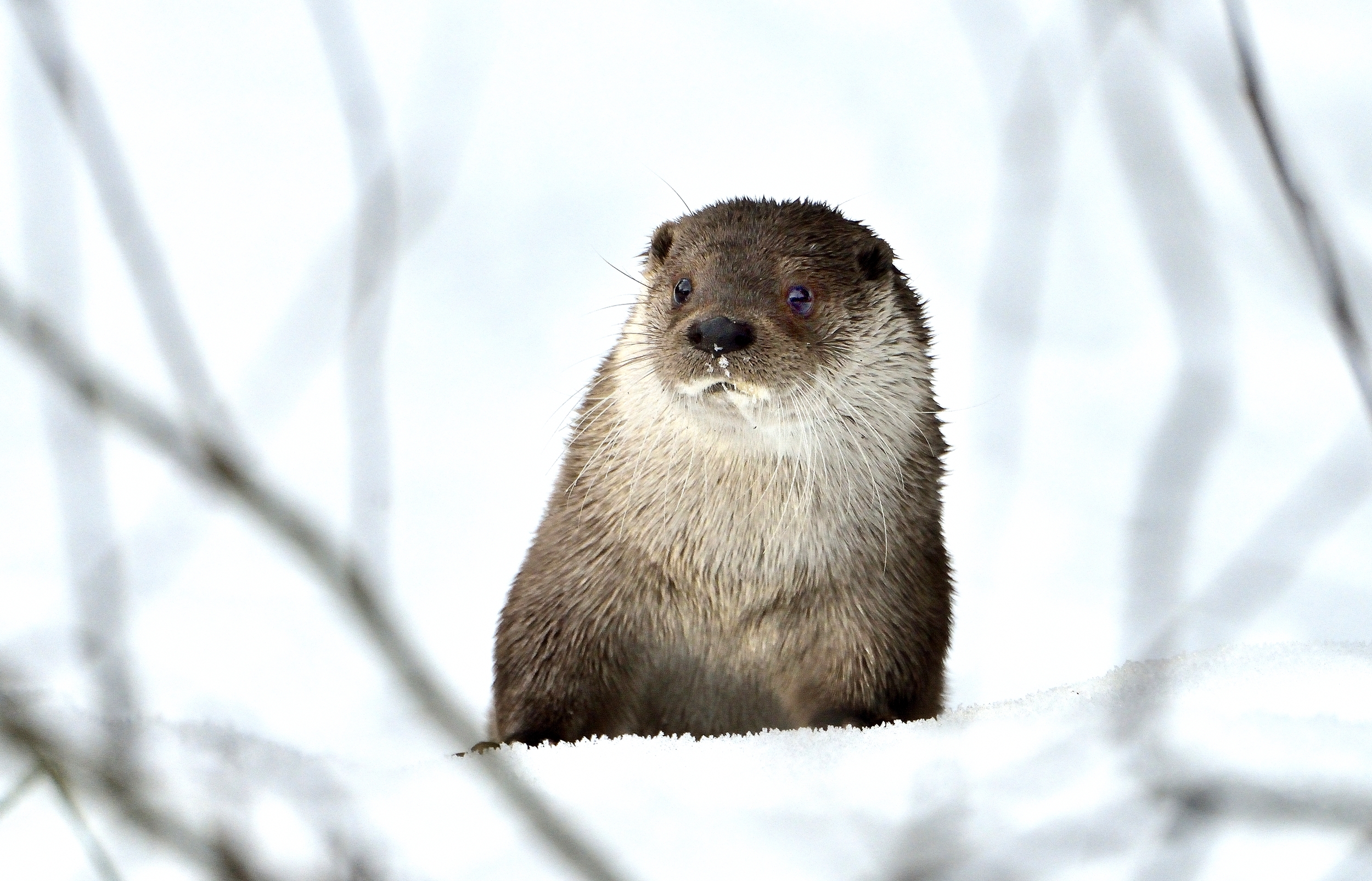 Bayerischen - Lontra
