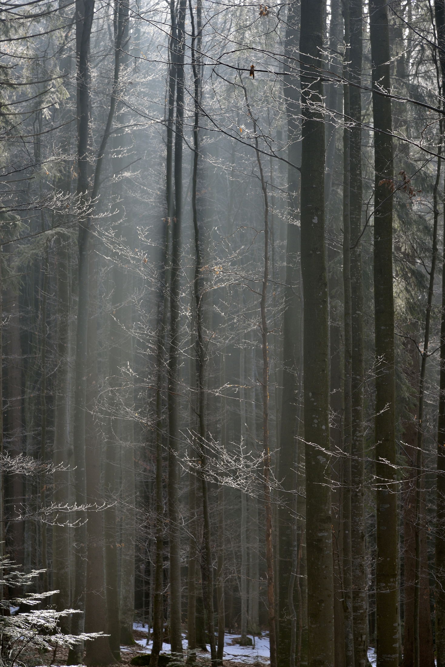 Bayerischen - Foresta