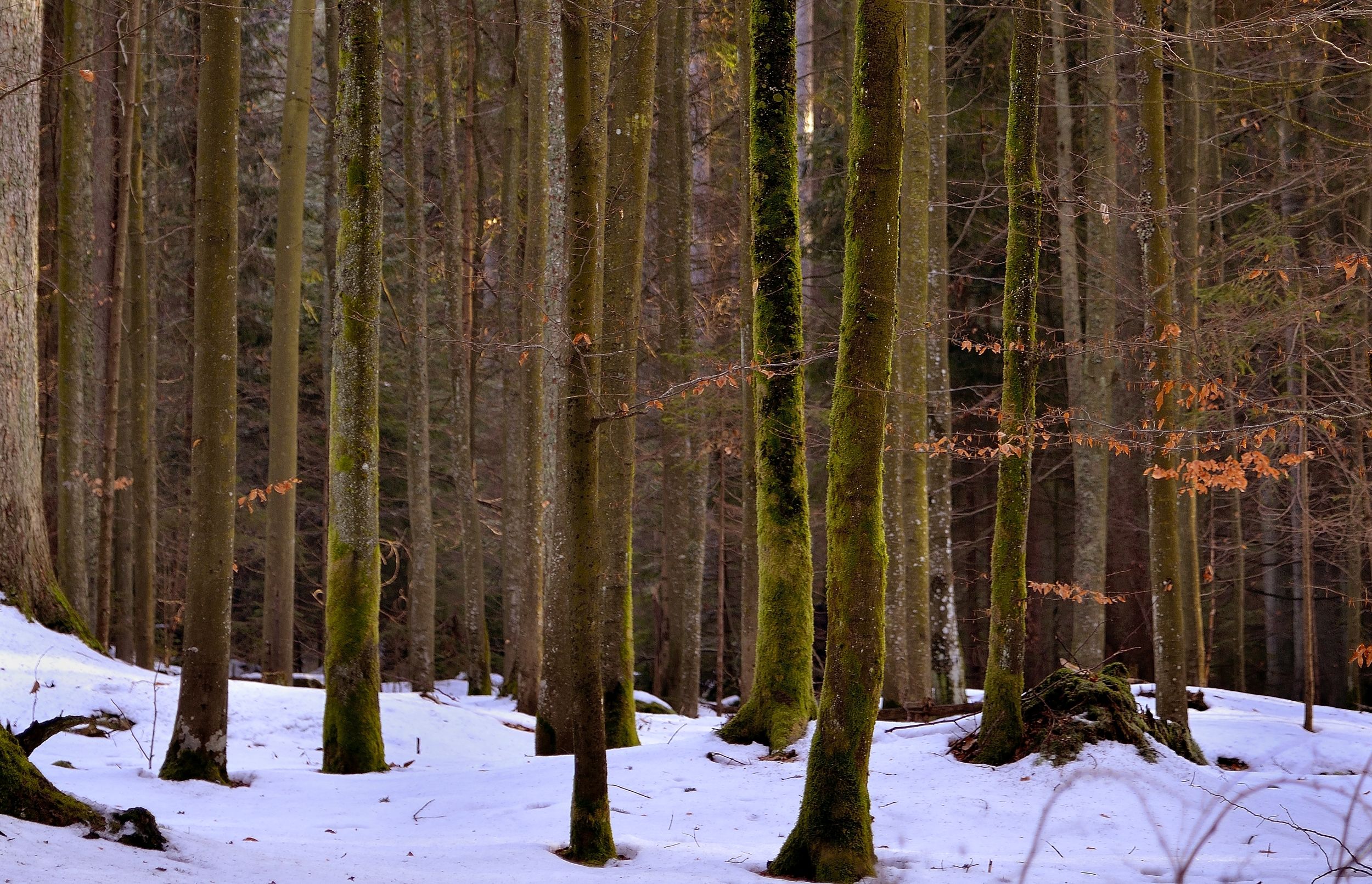 Bayerischen - Foresta