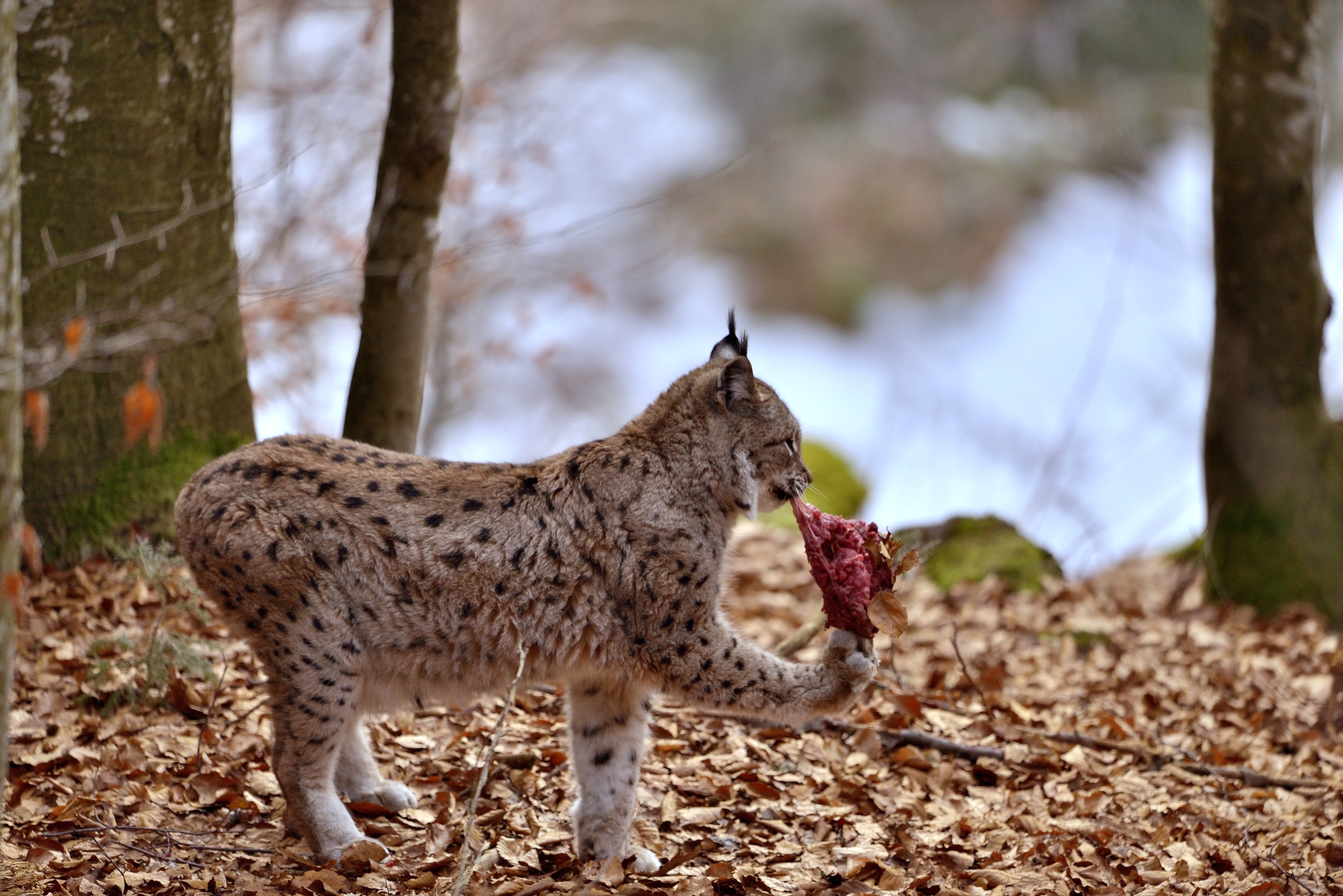 Bayerischen - Lince