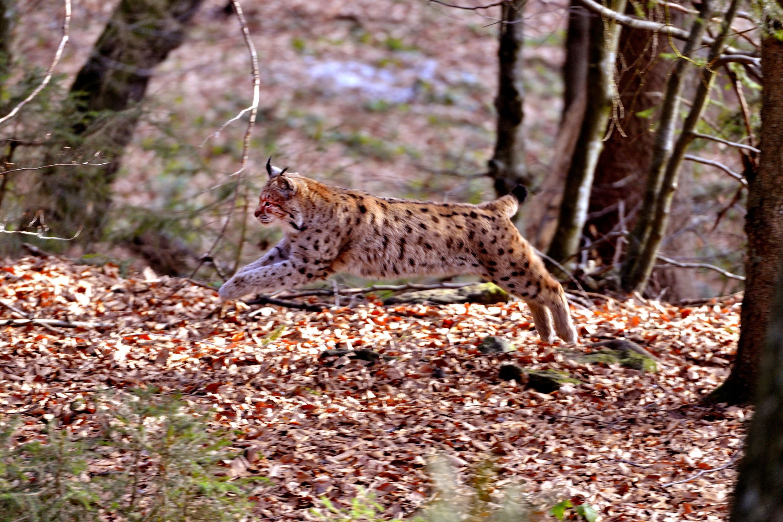 Bayerischen - Il salto della Lince
