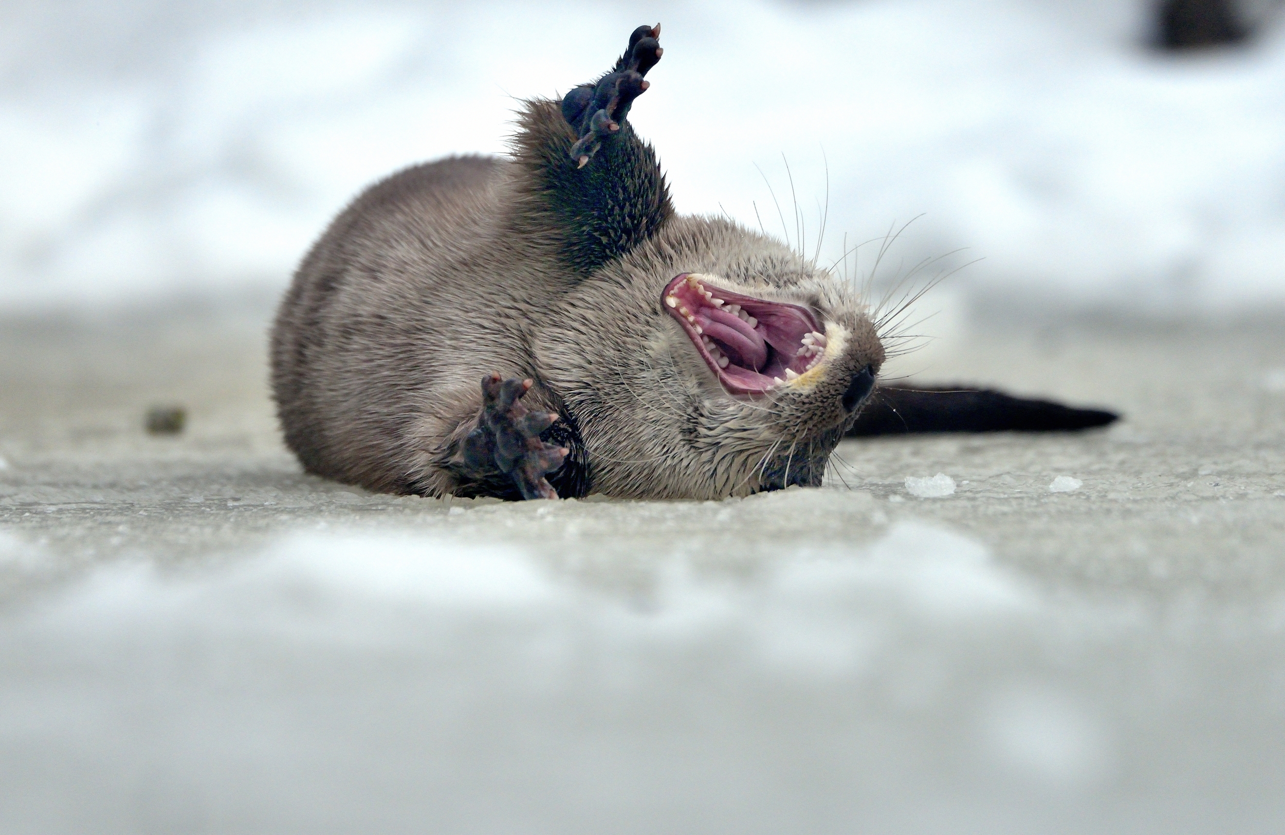 Bayerischen - Lontra