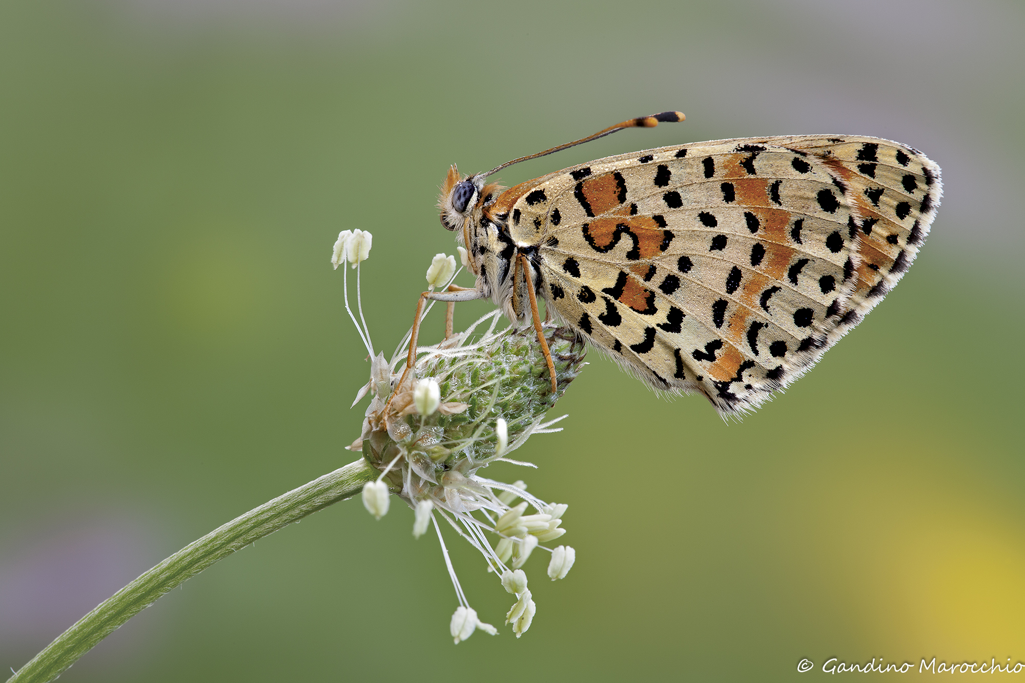 Melitaea didyma