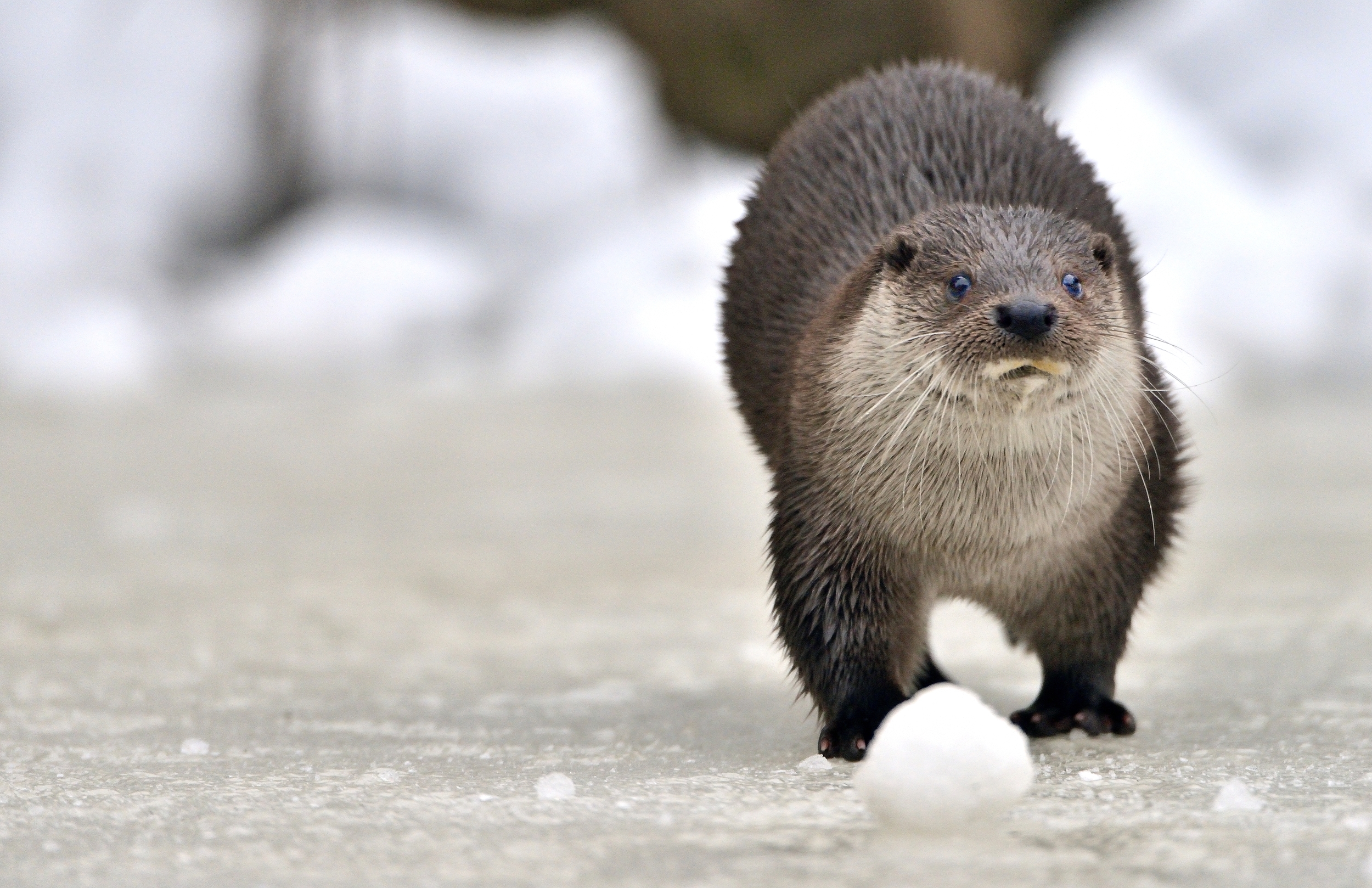 Bayerischen - Lontra