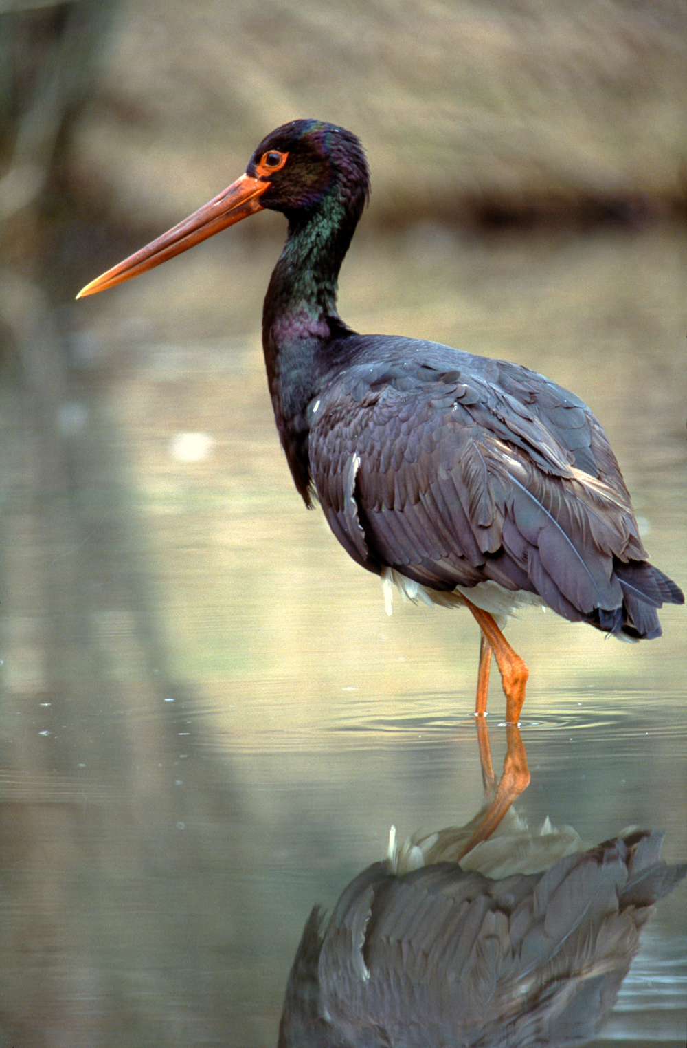 Cicogna Nera in visita a Sant'Alessio