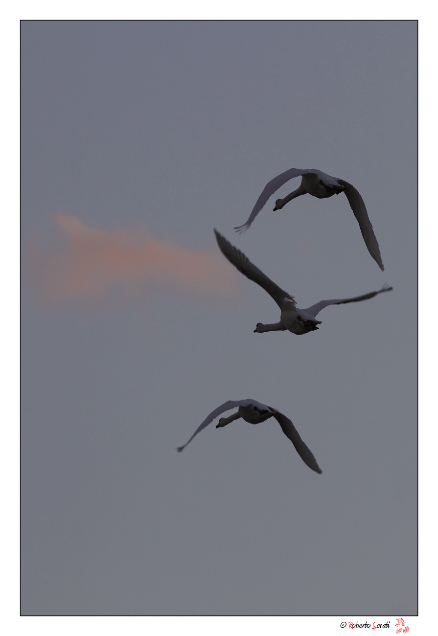Cigni in volo