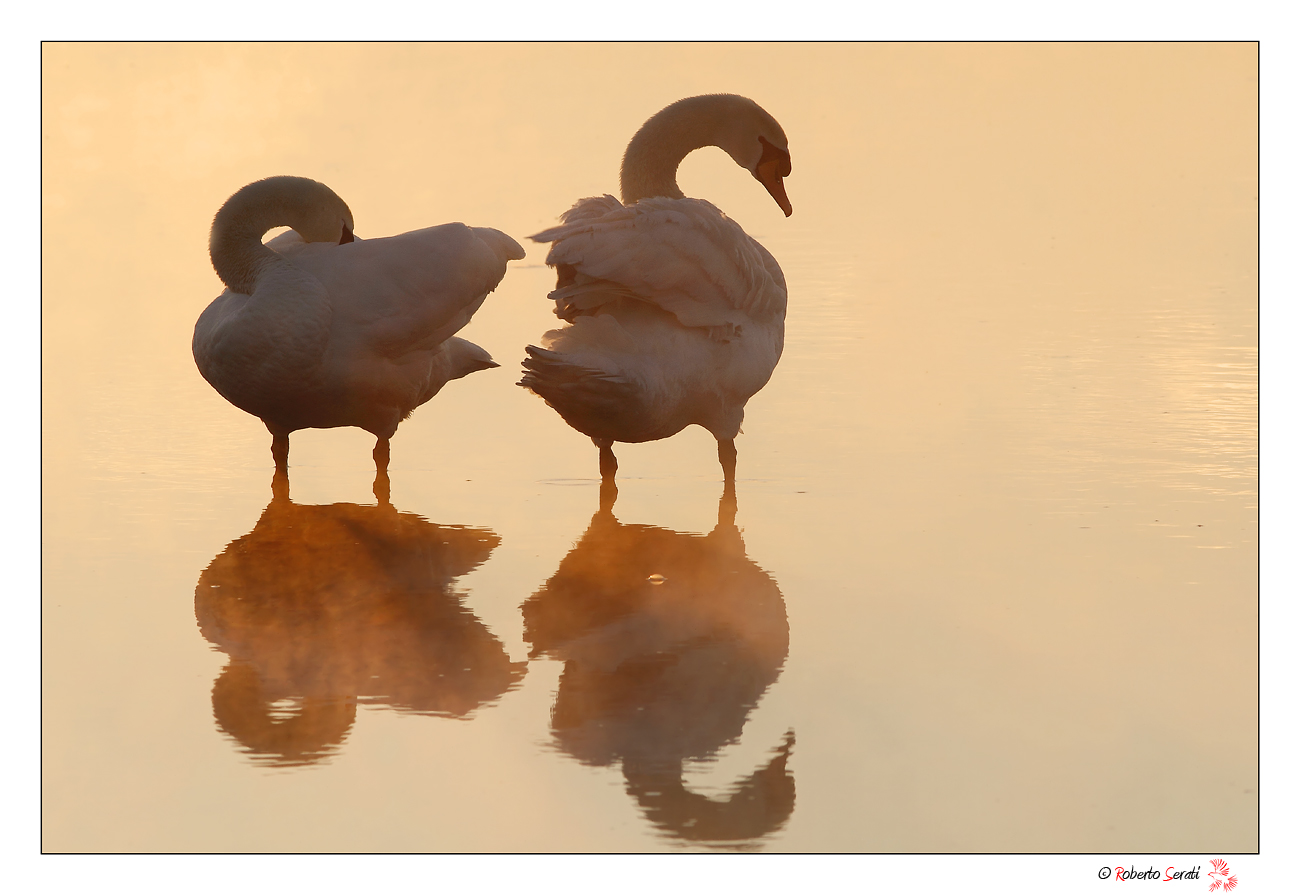Cigni all' alba