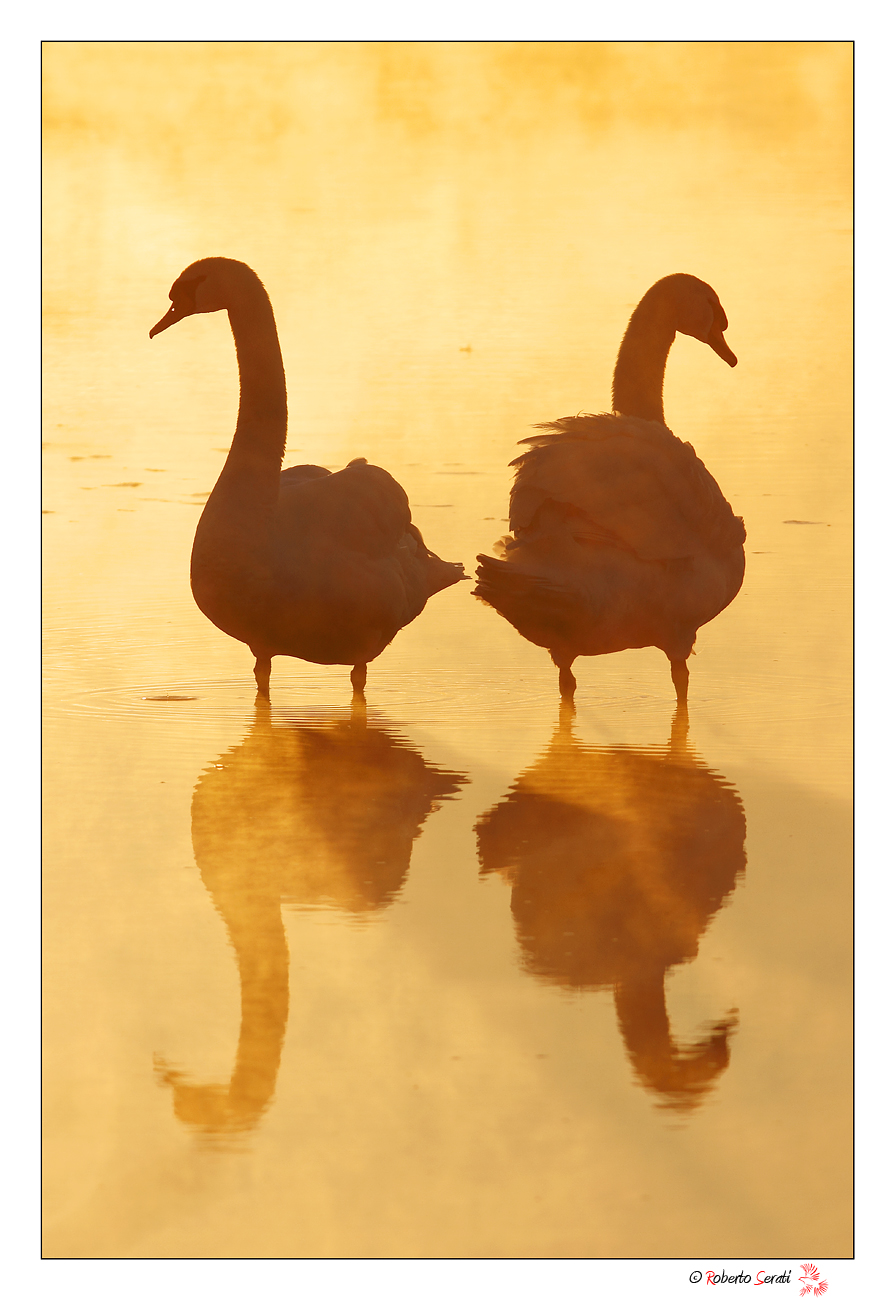 Cigni all' alba